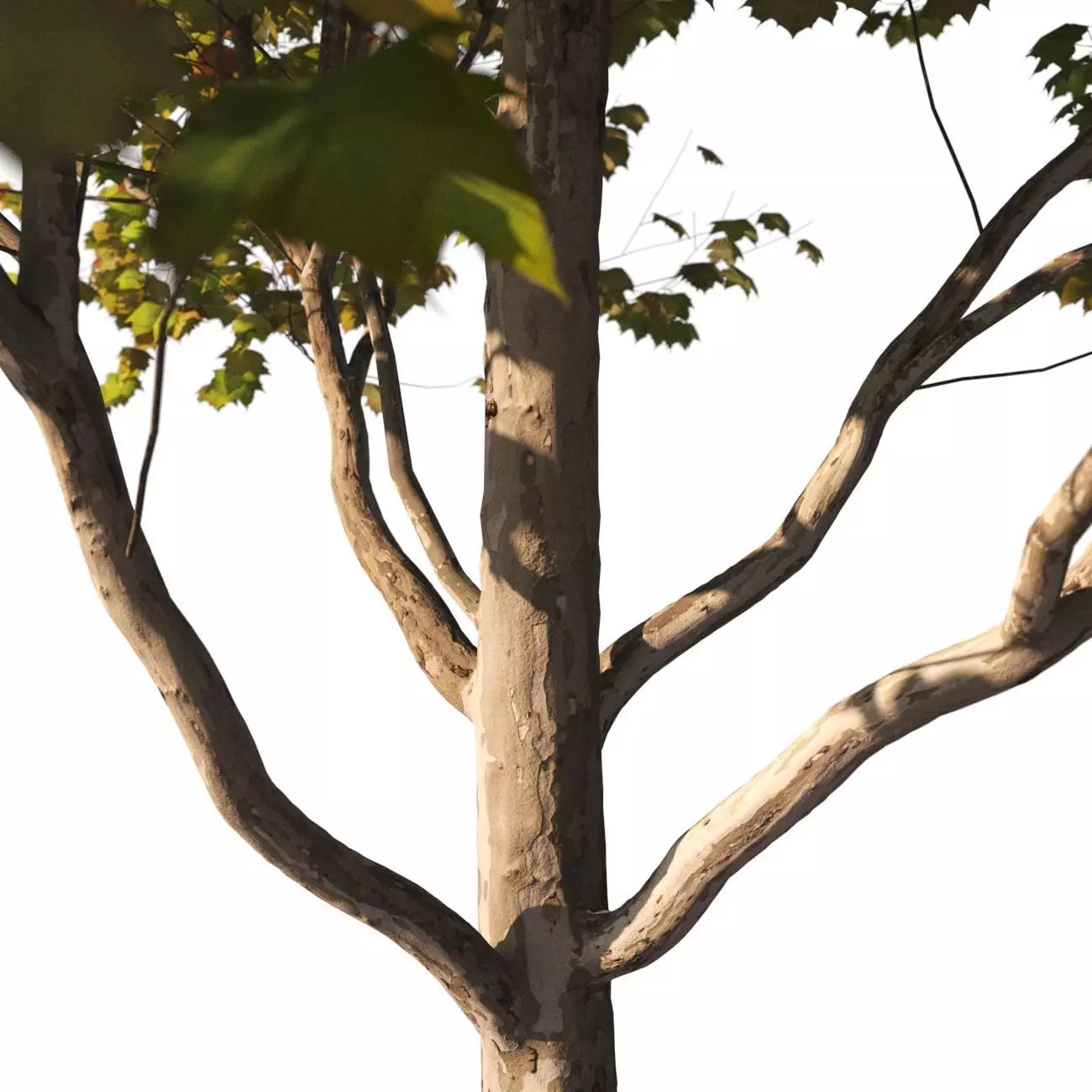 Platanus x hispanica M 04 London plane Platanaceae 3D model_0