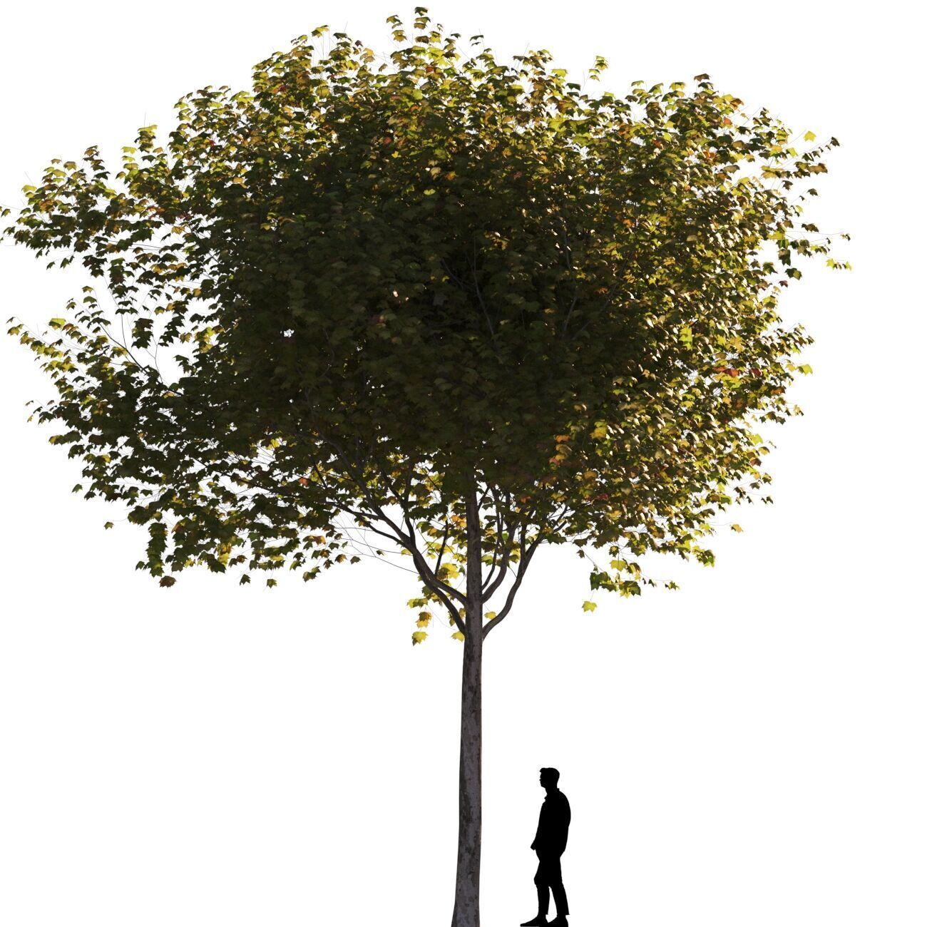 Platanus x hispanica M 04 London plane Platanaceae 3D model_5