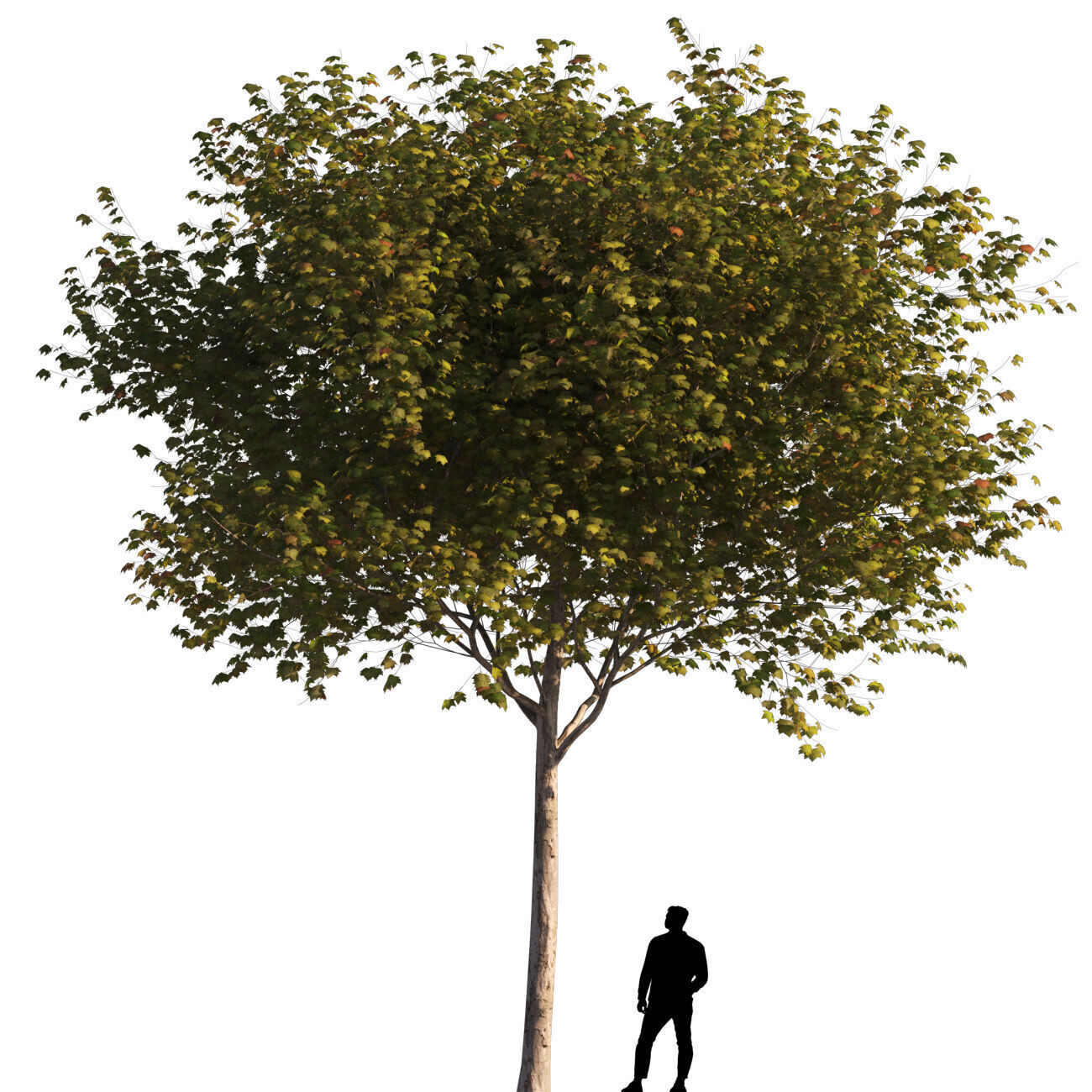 Platanus x hispanica M 04 London plane Platanaceae 3D model_2