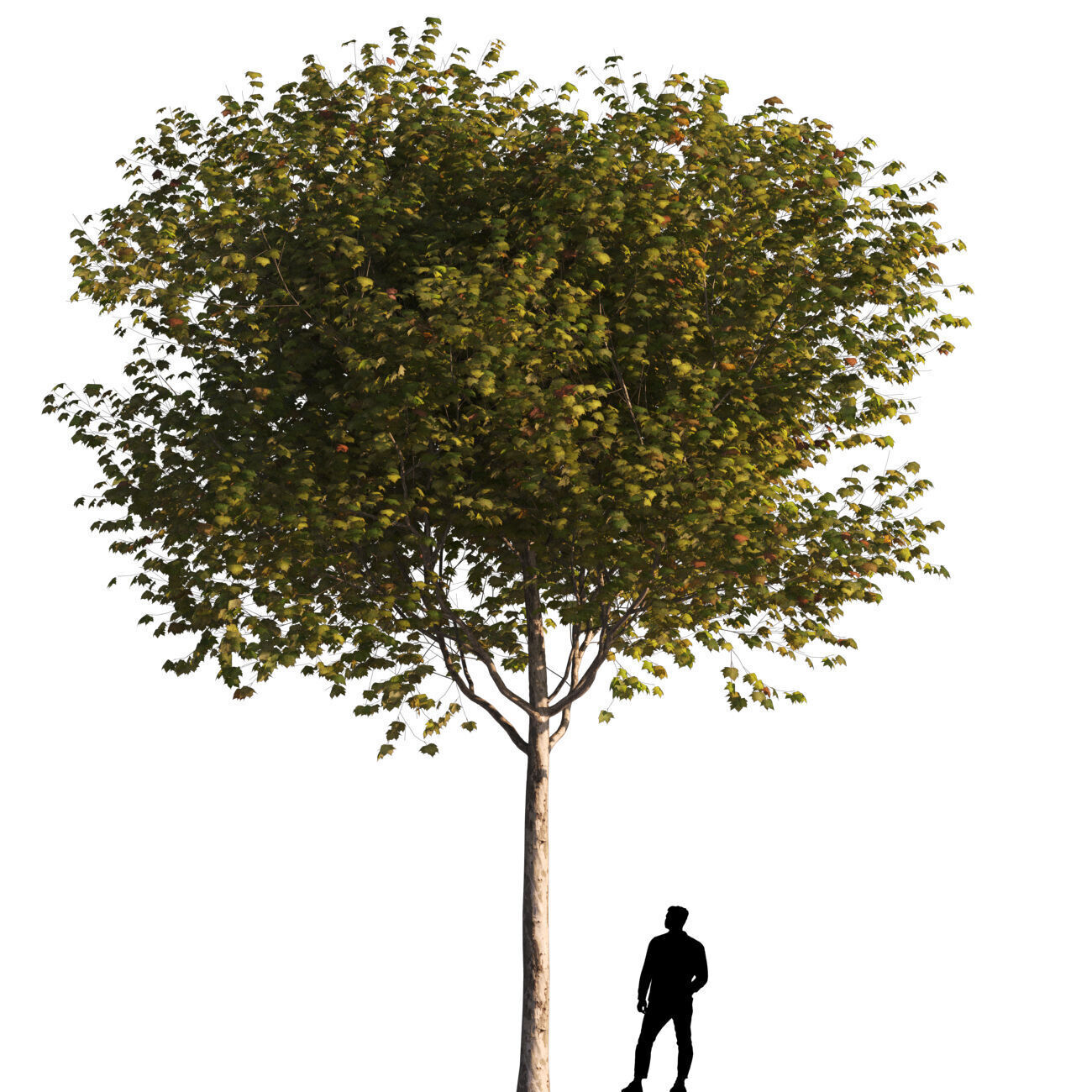 Platanus x hispanica M 04 London plane Platanaceae 3D model_3