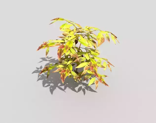 Low poly Plant japanese maple