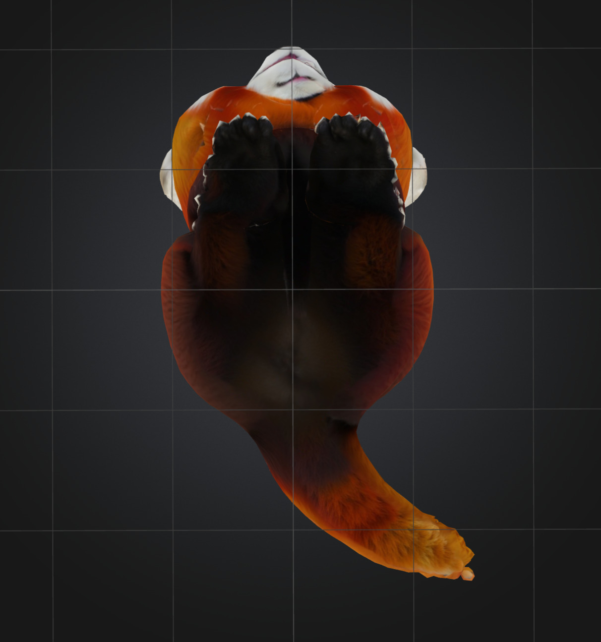 Cute Red Panda 3D model_3