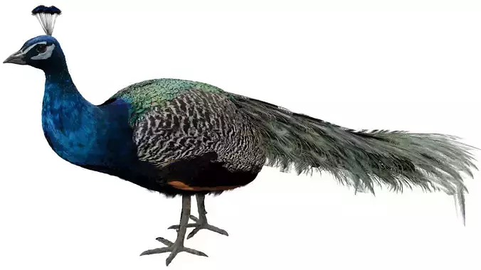 Peacock 3D model