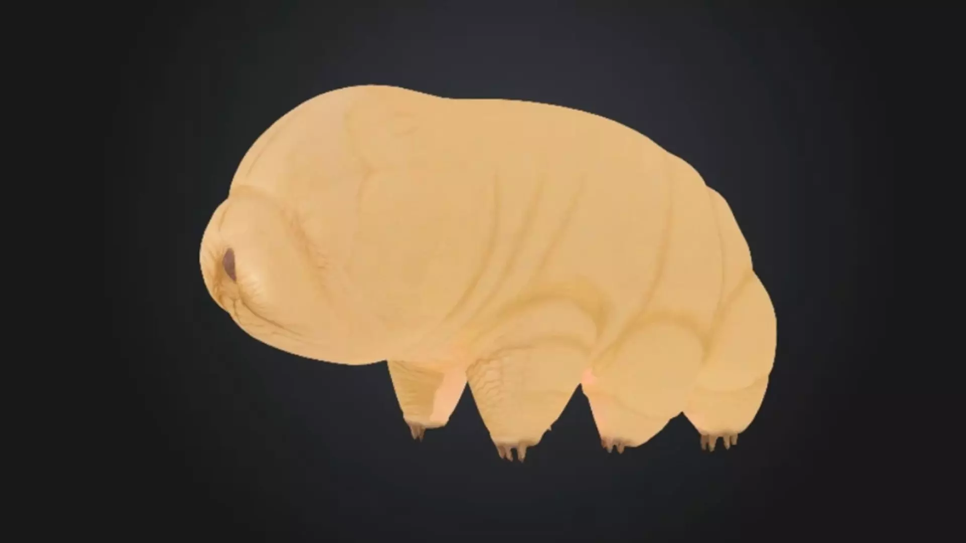 Tardigrade Microbe Toy Model STL OBJ 3D model
