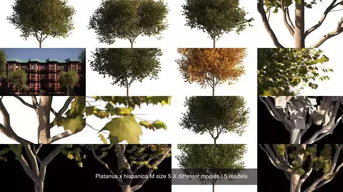 Platanus x hispanica M size 5 X different models