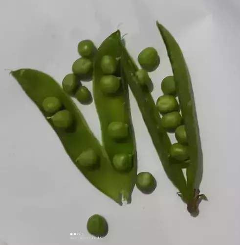 Pea Pods and Peas