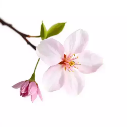 Cherry Blossom Flower Model Pack