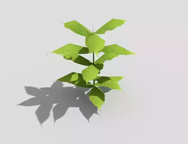Low poly Plant leaf