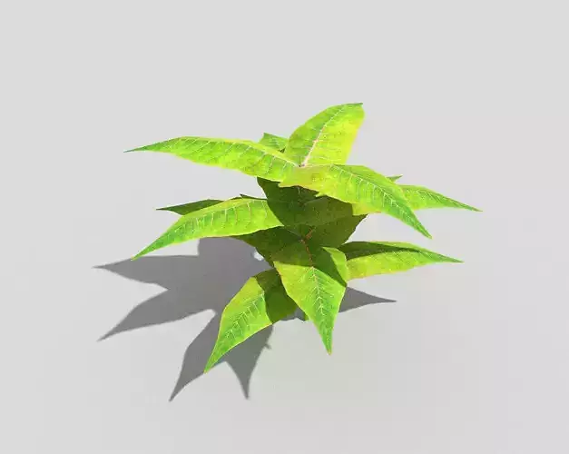 Low poly Plant leafy