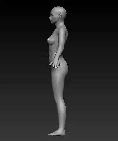 Female base anatomy 