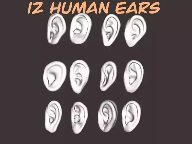 12 human ears