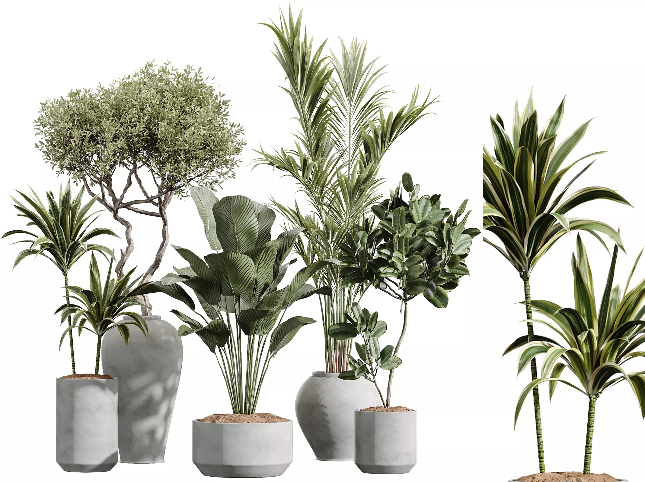 AV Indoor Plants Set 224 Olive Areca palm Lutea Ficus Dracaena 3D model