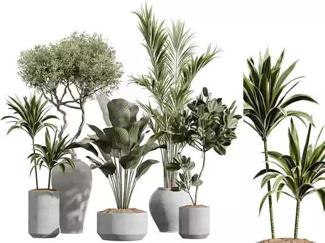 AV Indoor Plants Set 224 Olive Areca palm Lutea Ficus Dracaena