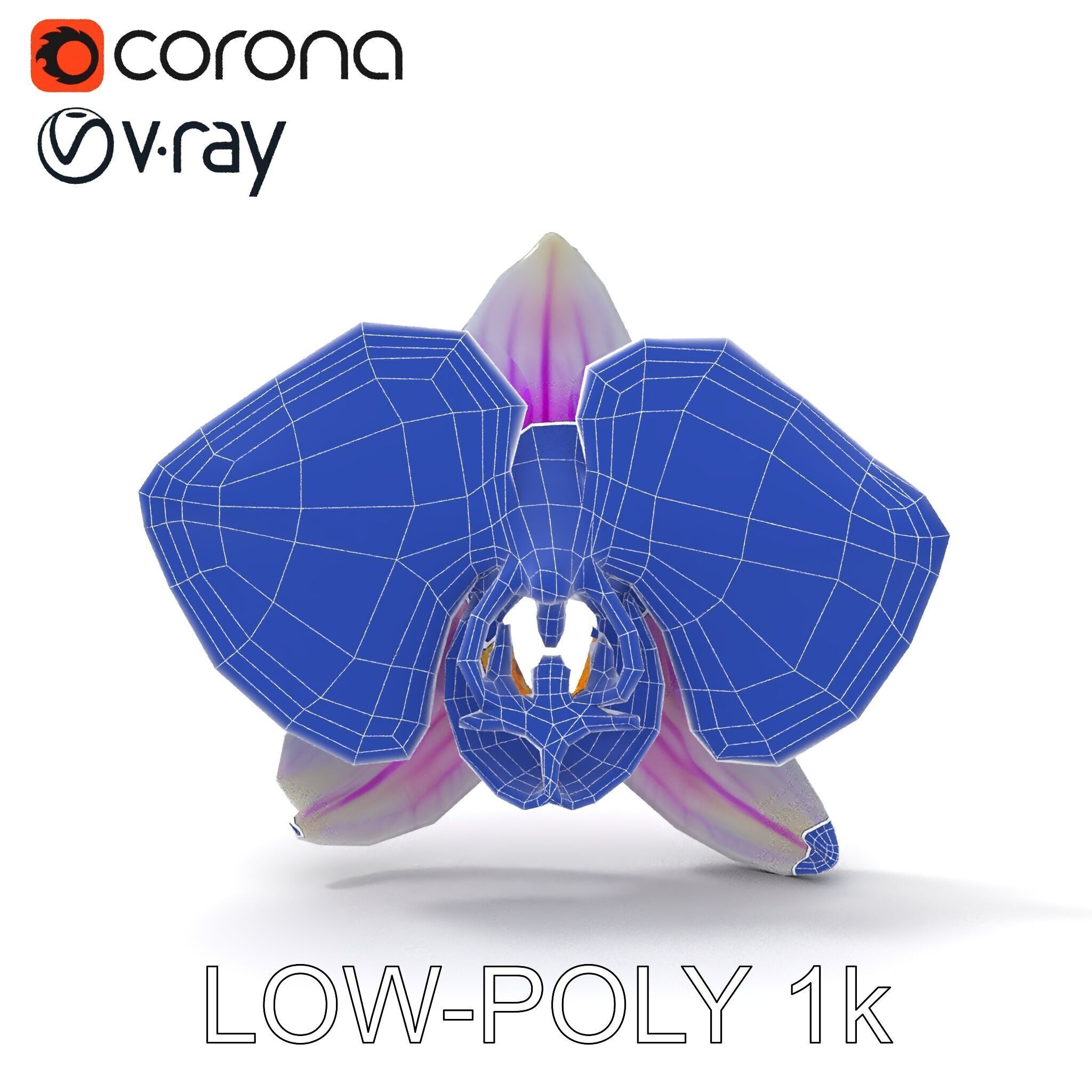 Phalaenopsis Orchid D Model Pack Low-poly 3D model_33