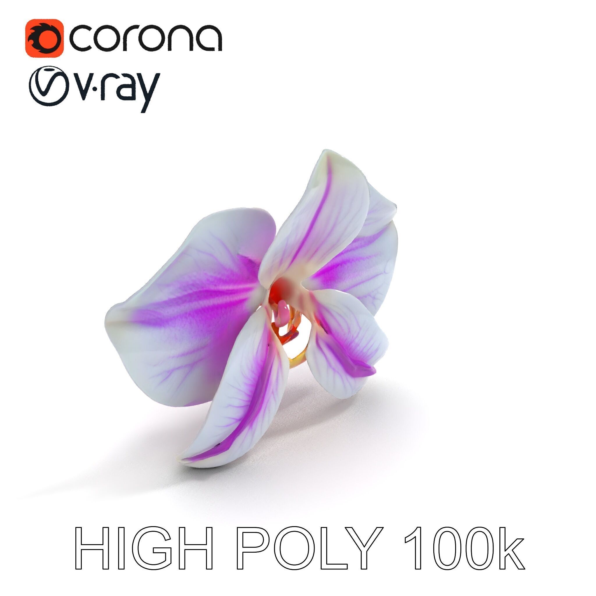 Phalaenopsis Orchid D Model Pack Low-poly 3D model_13