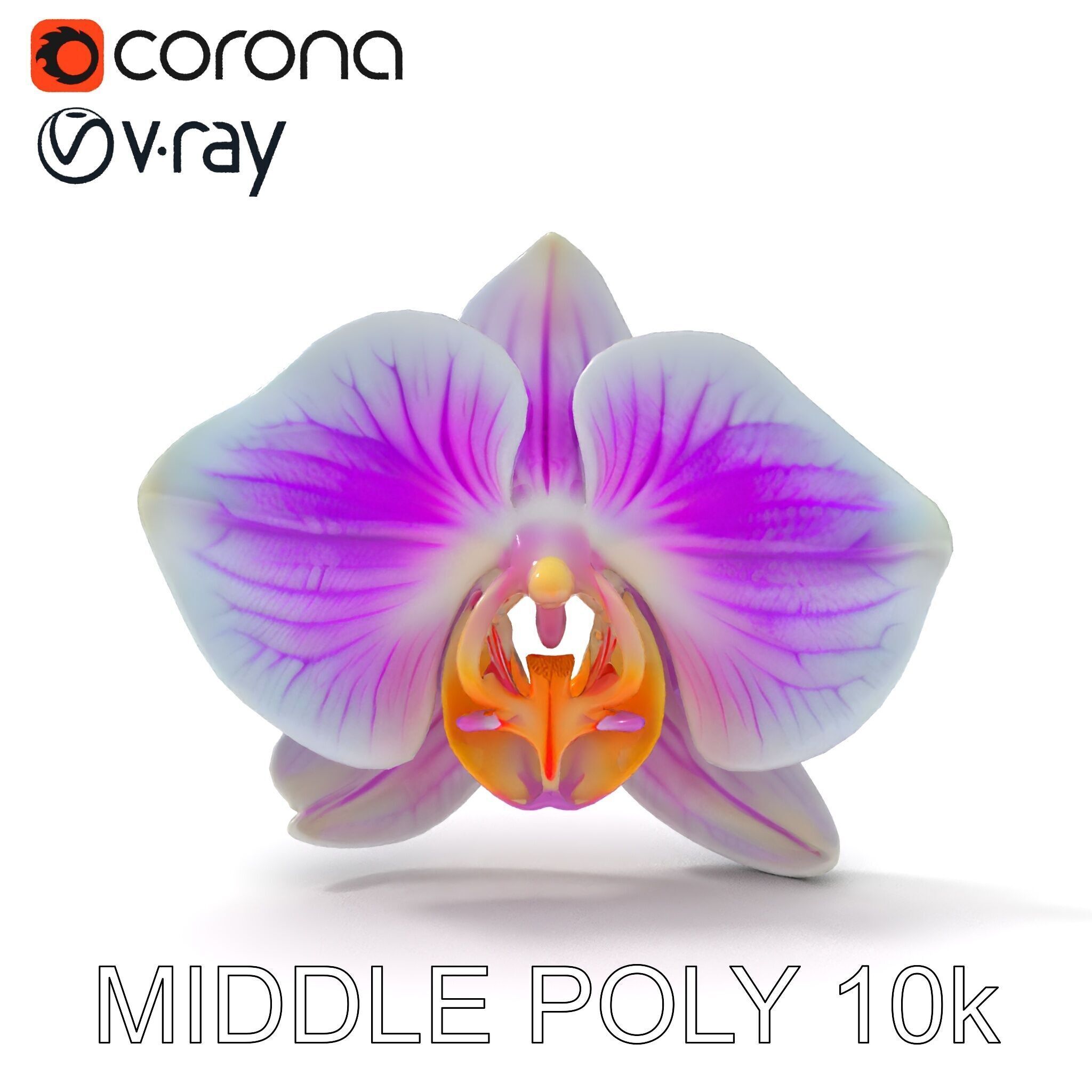 Phalaenopsis Orchid D Model Pack Low-poly 3D model_17