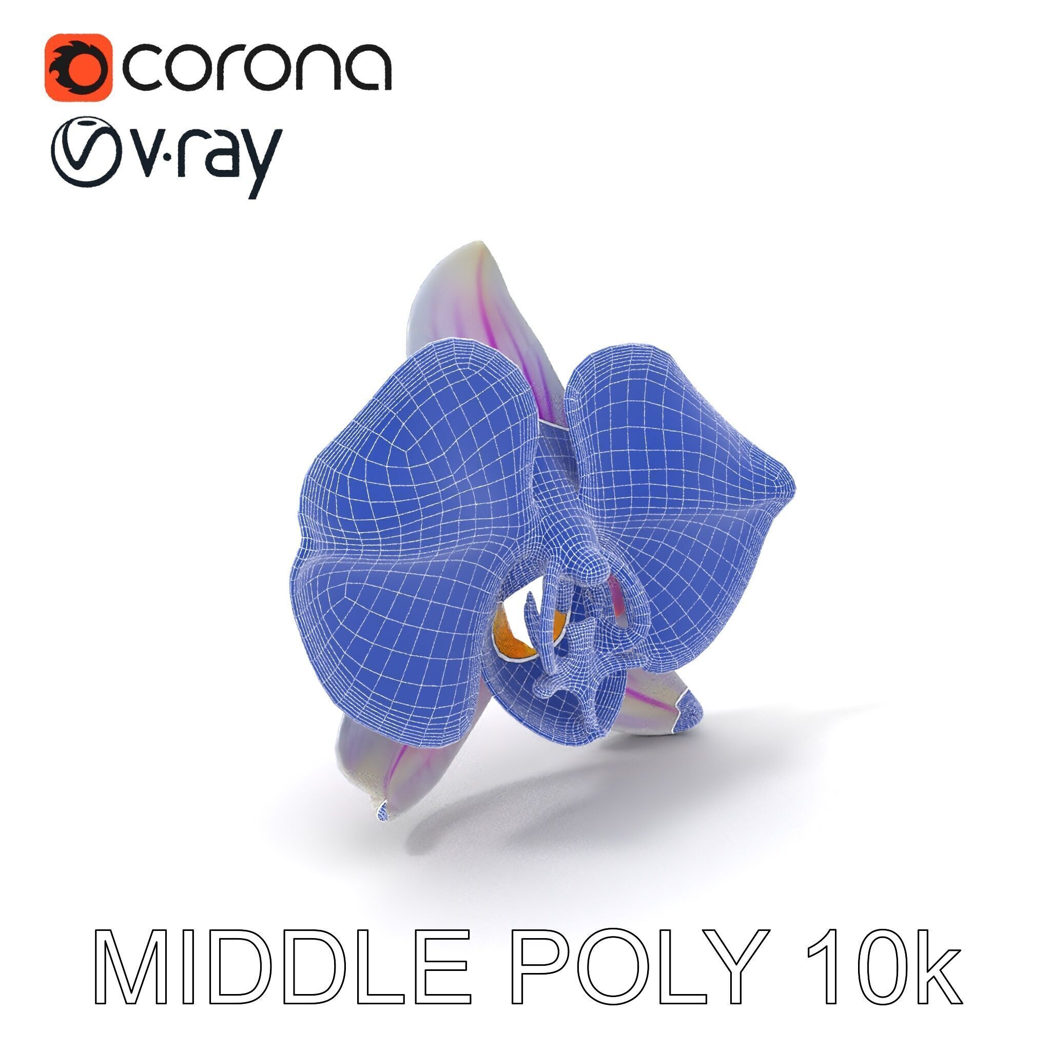 Phalaenopsis Orchid D Model Pack Low-poly 3D model_20