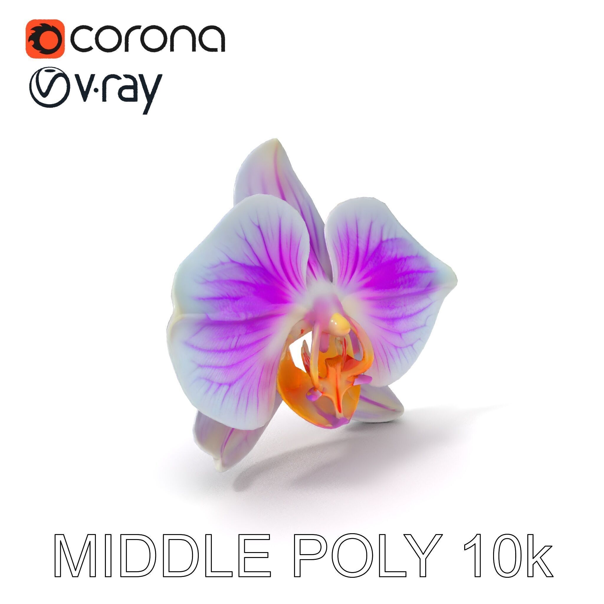 Phalaenopsis Orchid D Model Pack Low-poly 3D model_32