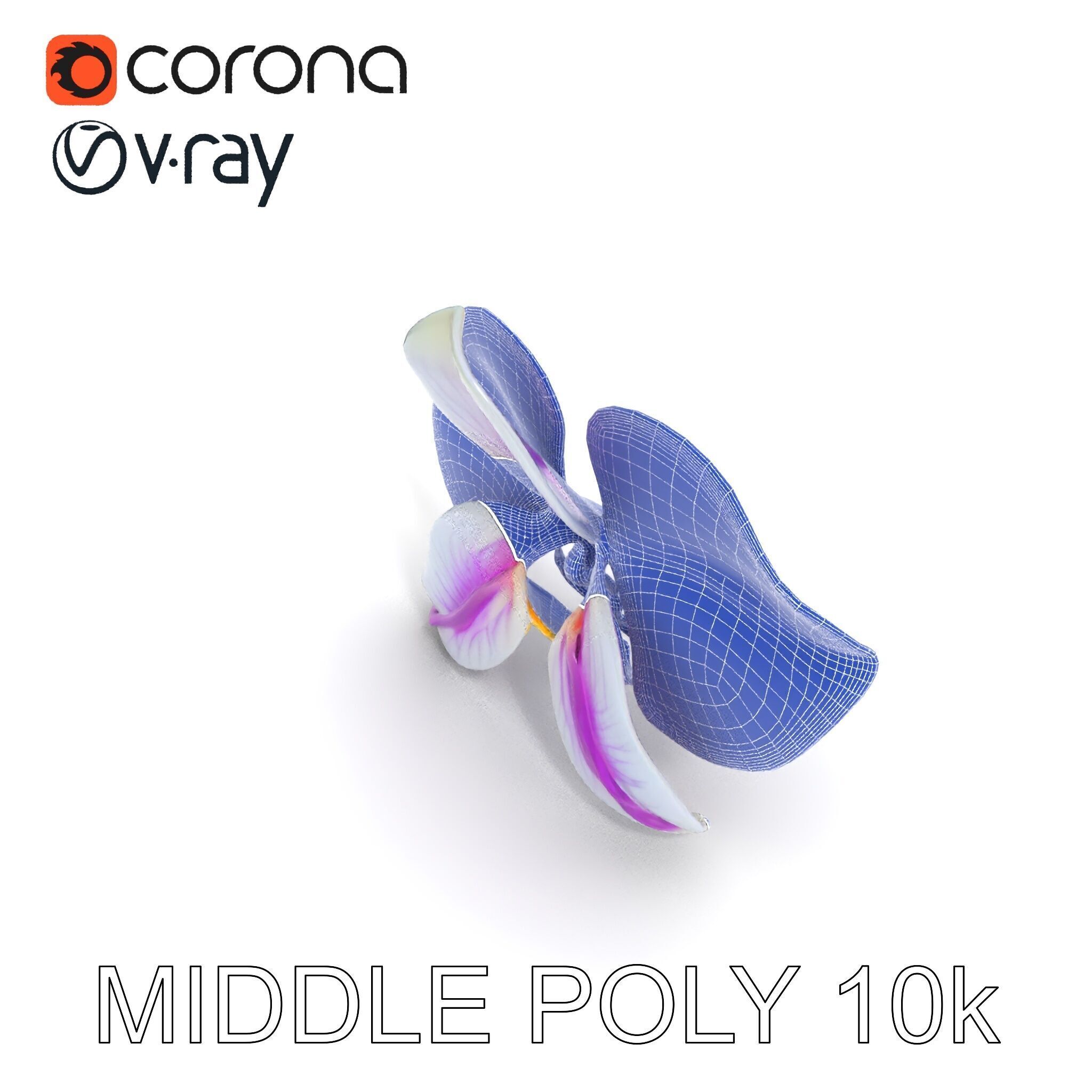 Phalaenopsis Orchid D Model Pack Low-poly 3D model_14