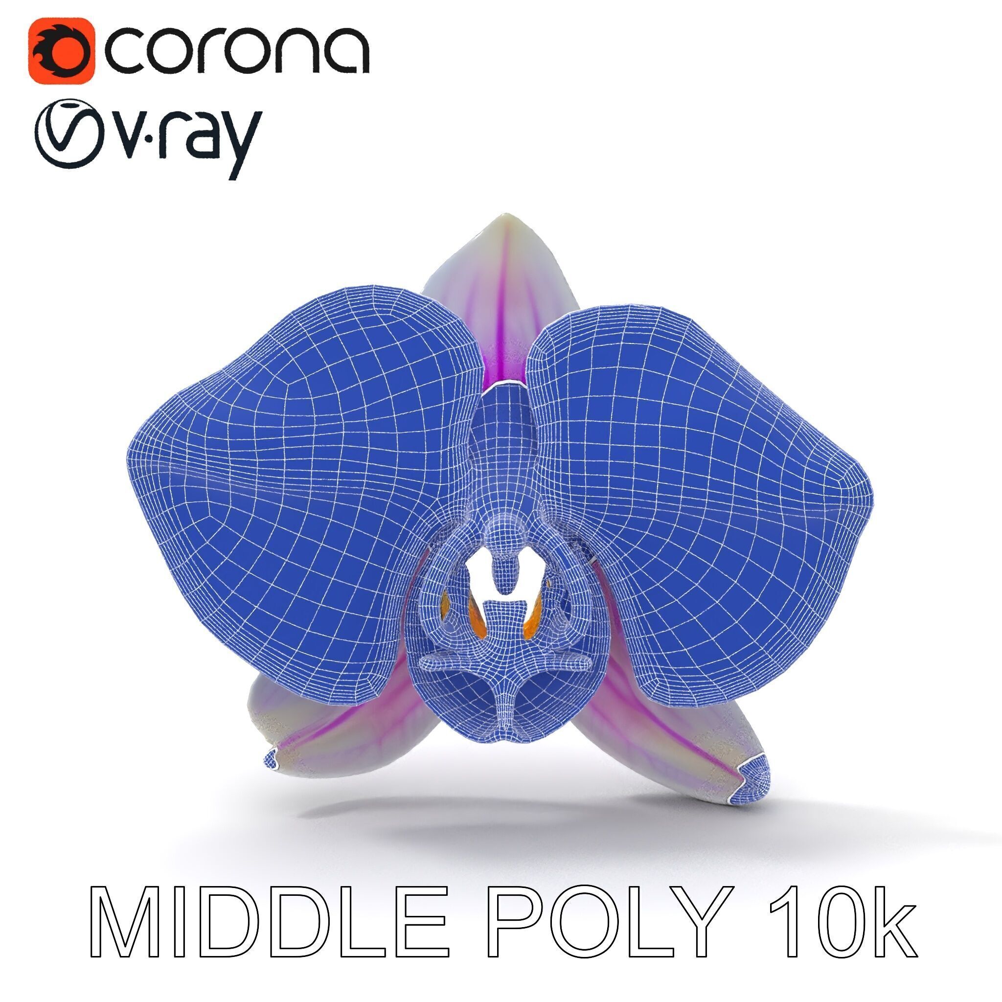 Phalaenopsis Orchid D Model Pack Low-poly 3D model_29