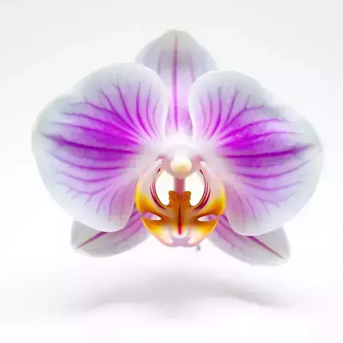 Phalaenopsis Orchid D Model Pack