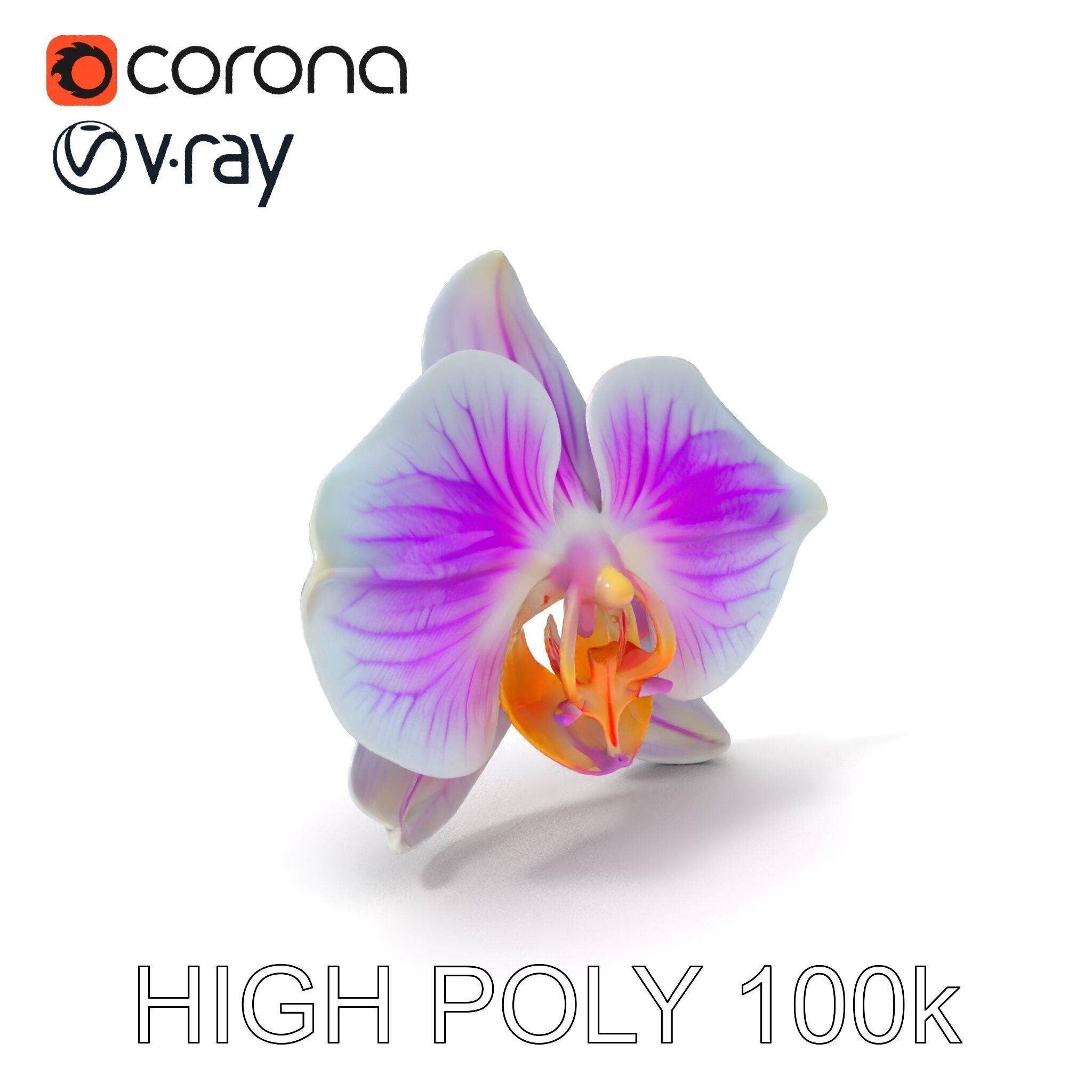 Phalaenopsis Orchid D Model Pack Low-poly 3D model_3
