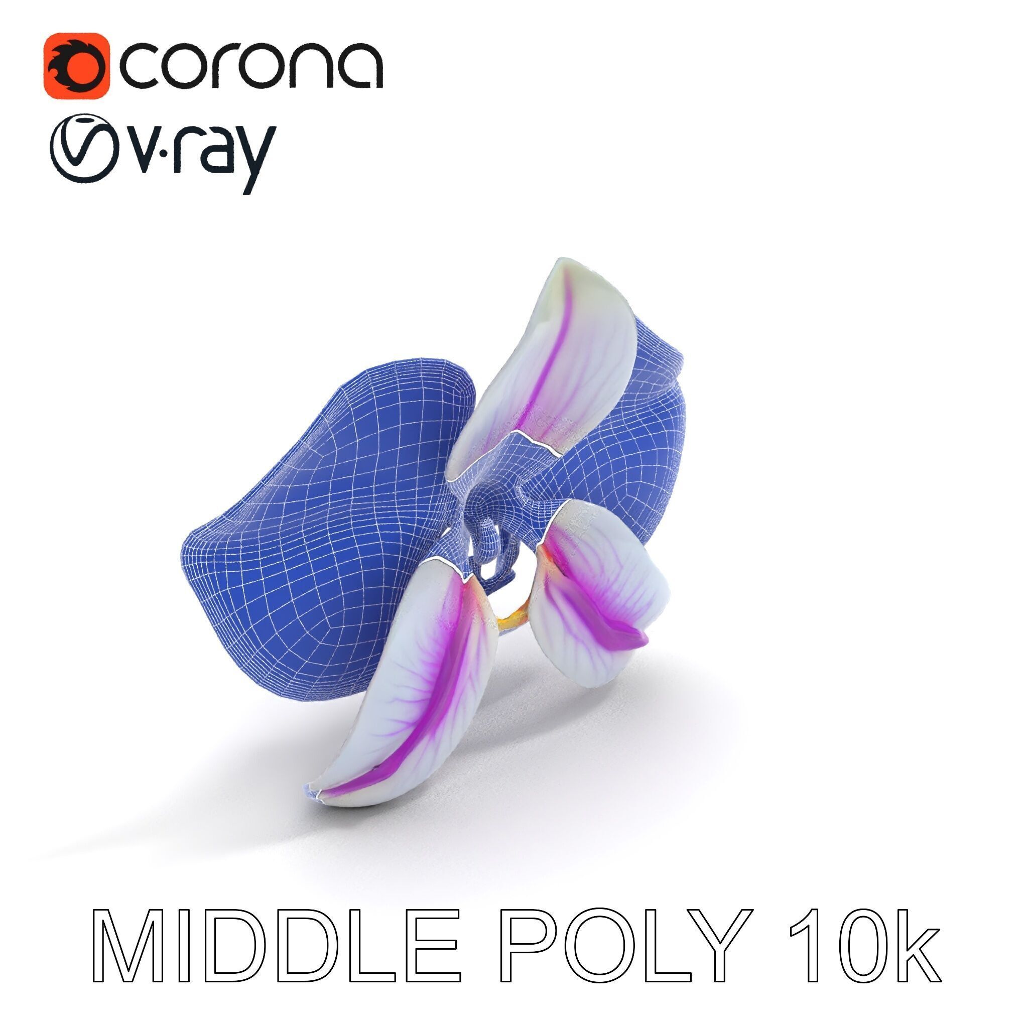 Phalaenopsis Orchid D Model Pack Low-poly 3D model_23