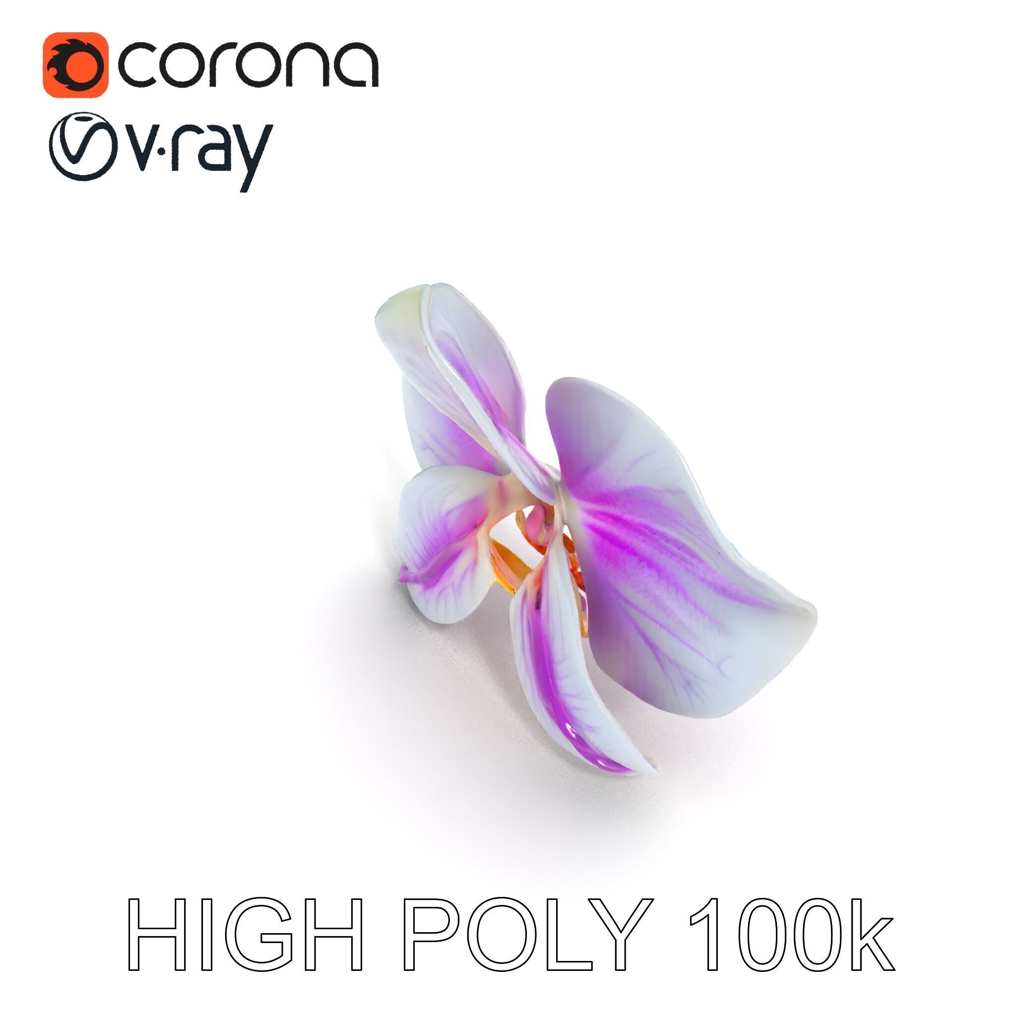 Phalaenopsis Orchid D Model Pack Low-poly 3D model_31