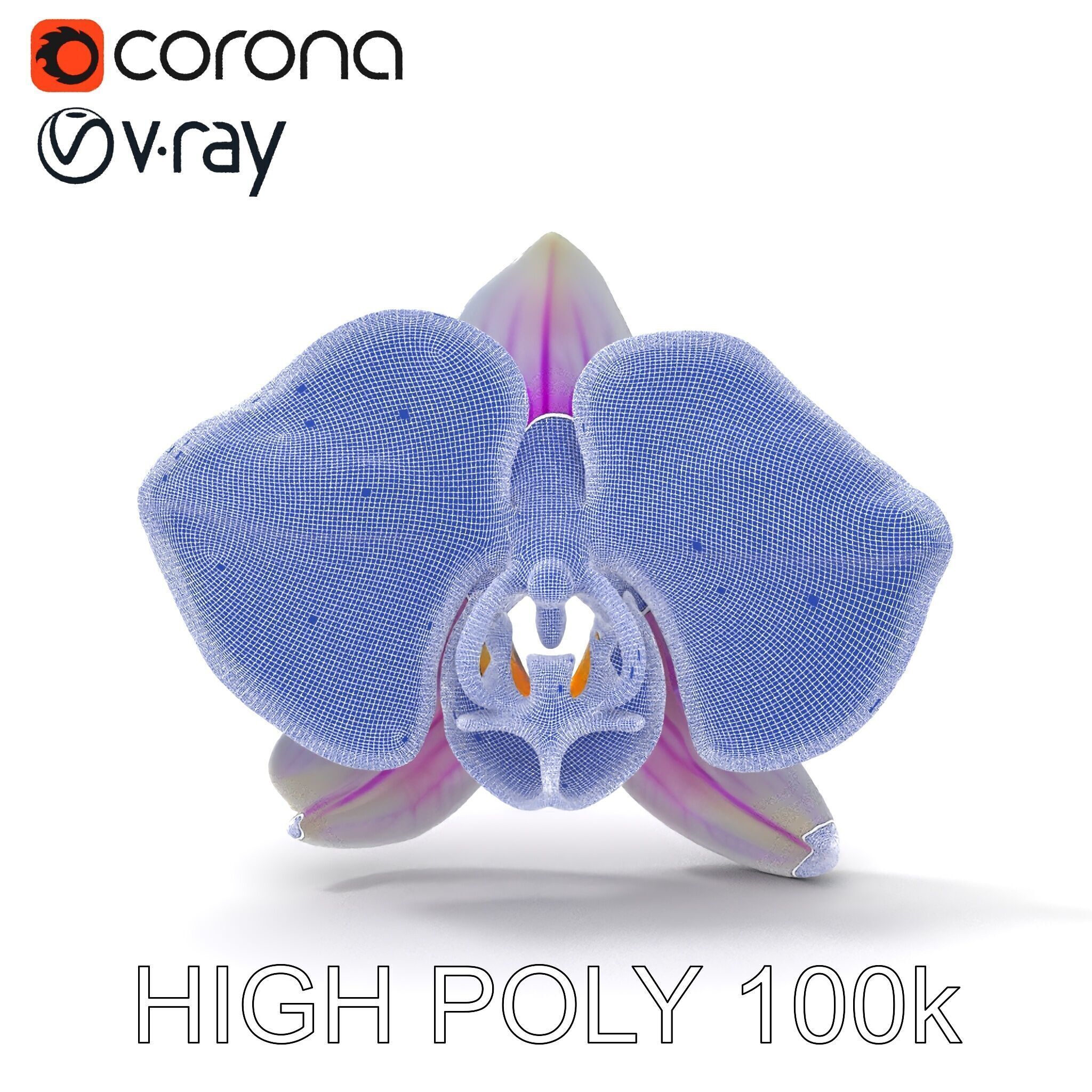 Phalaenopsis Orchid D Model Pack Low-poly 3D model_16