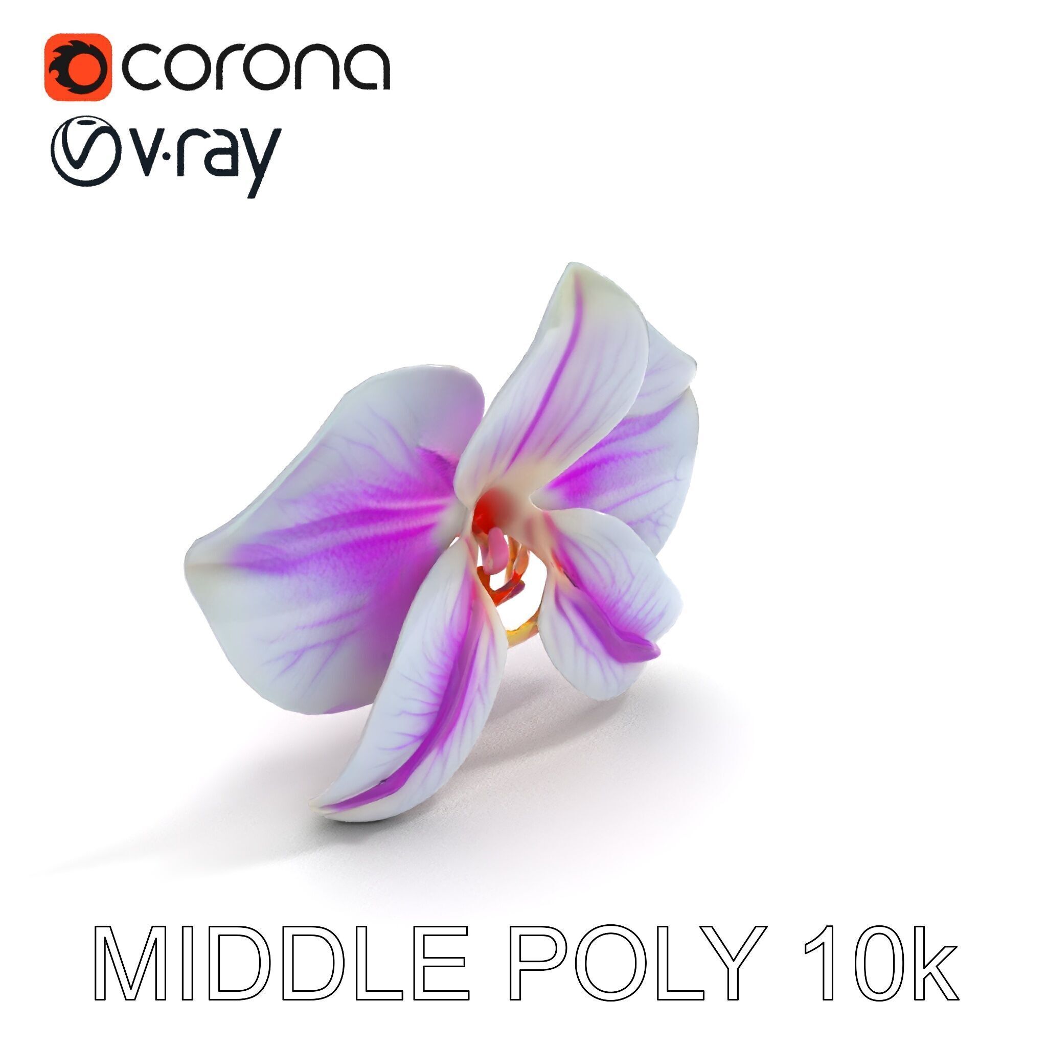Phalaenopsis Orchid D Model Pack Low-poly 3D model_6