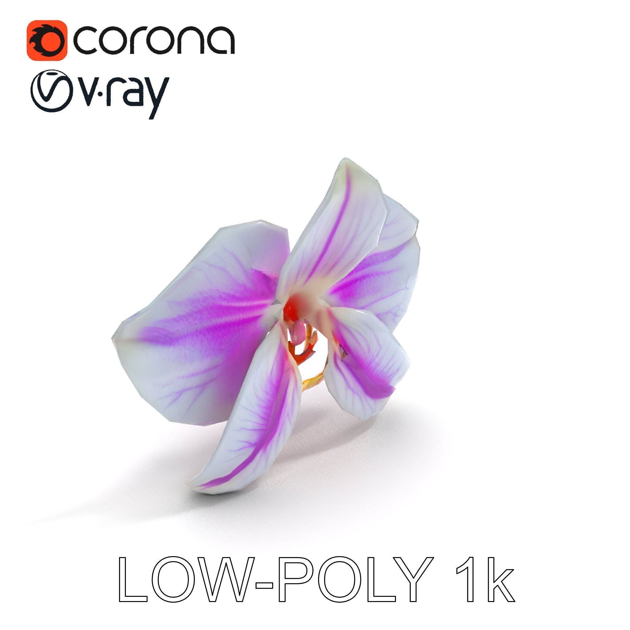 Phalaenopsis Orchid D Model Pack Low-poly 3D model_9