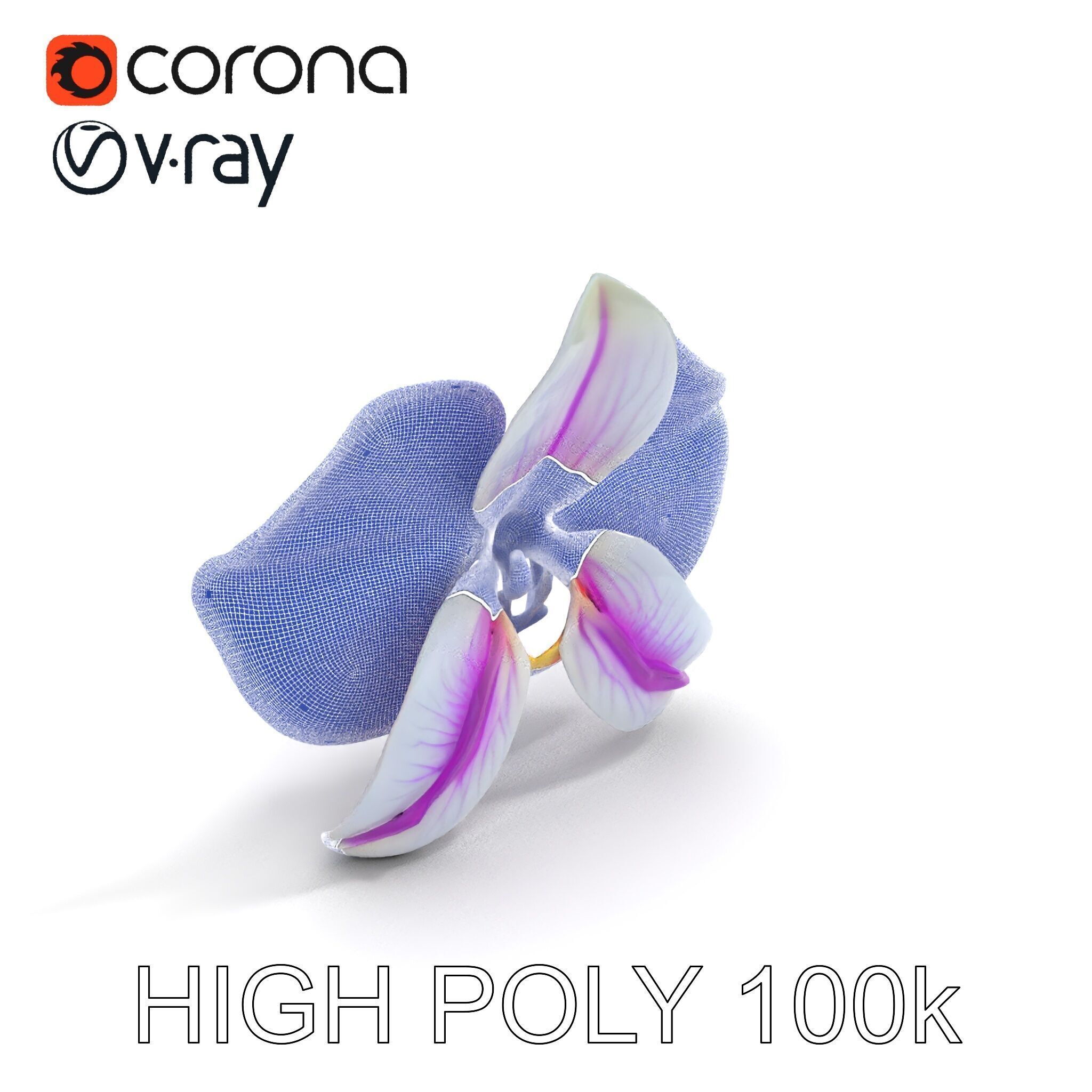 Phalaenopsis Orchid D Model Pack Low-poly 3D model_35