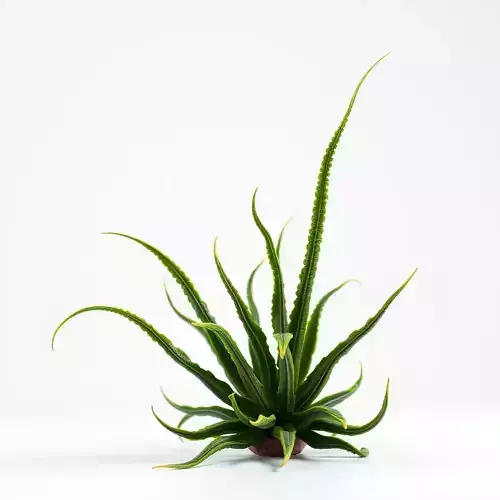 Aloe Vera Plant Model Pack for D Visualization