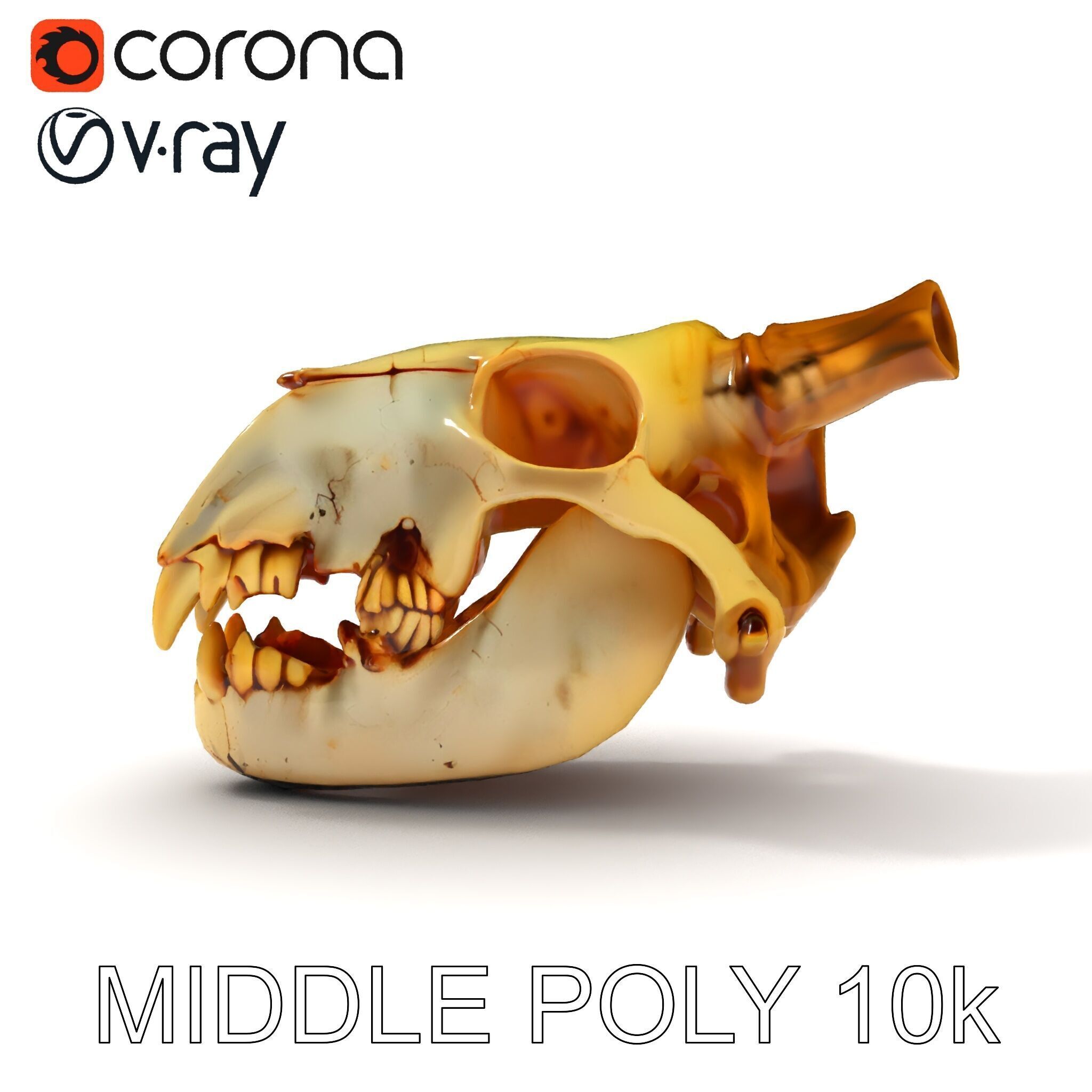 Realistic Animal Skull Model Pack for Animation Low-poly 3D model_23