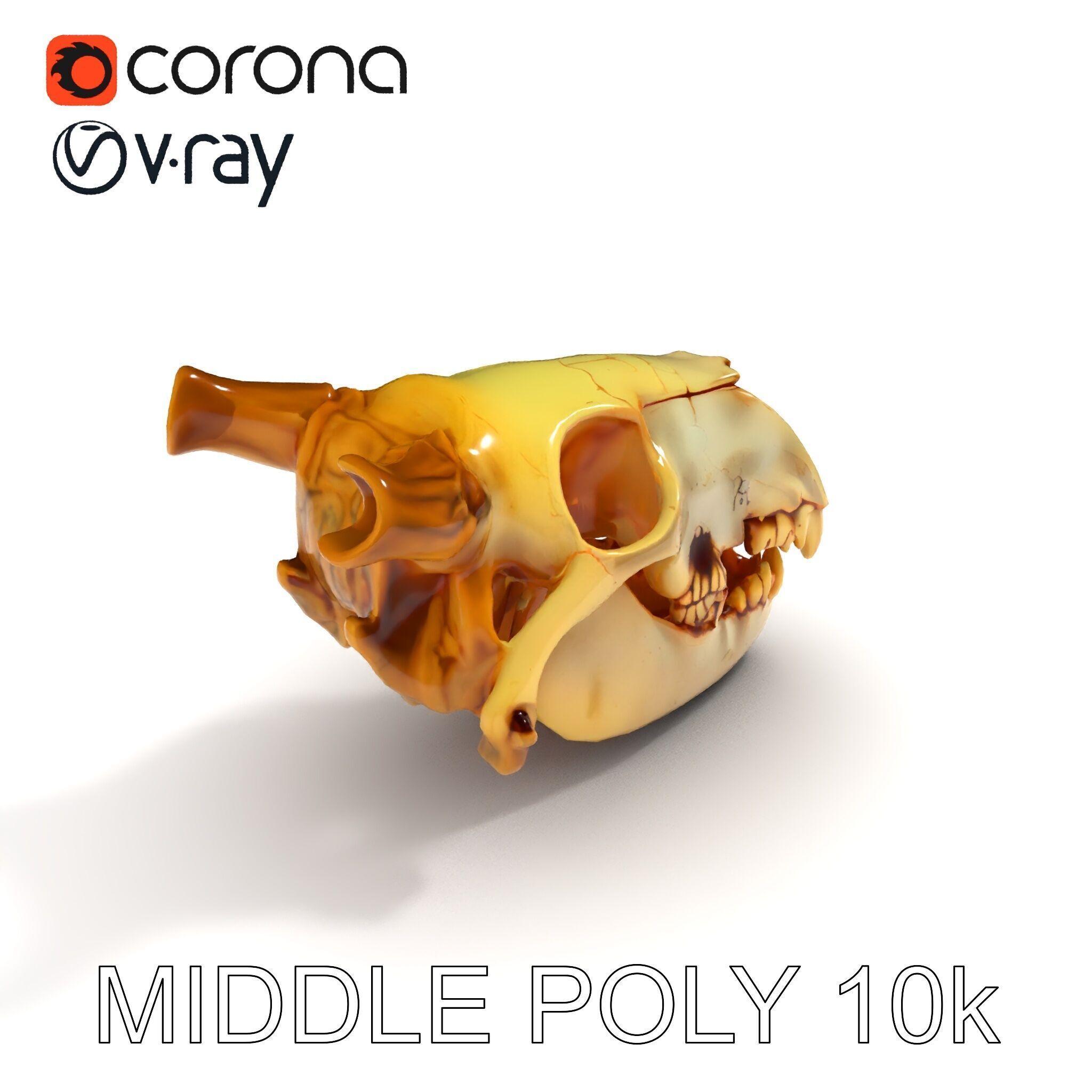 Realistic Animal Skull Model Pack for Animation Low-poly 3D model_20