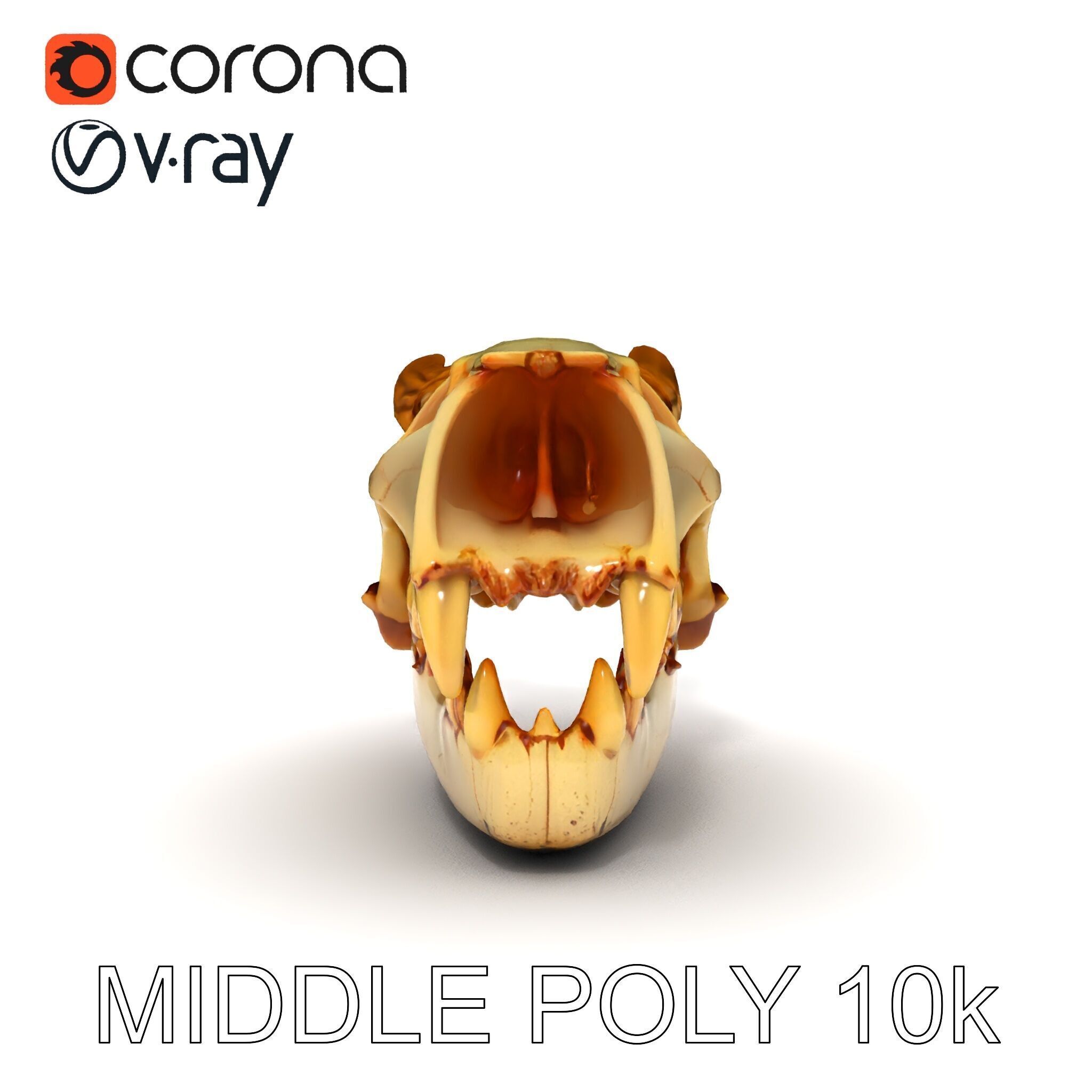 Realistic Animal Skull Model Pack for Animation Low-poly 3D model_26