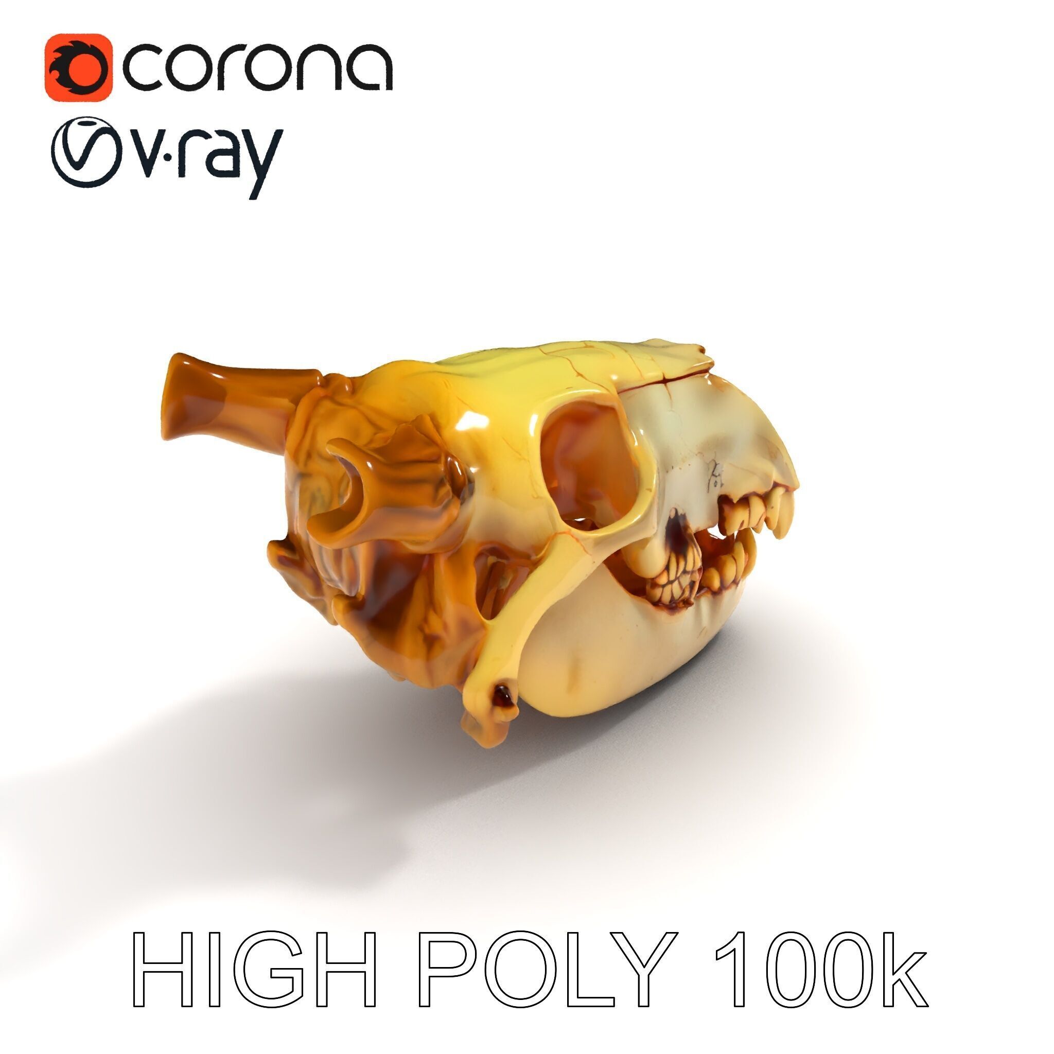 Realistic Animal Skull Model Pack for Animation Low-poly 3D model_8