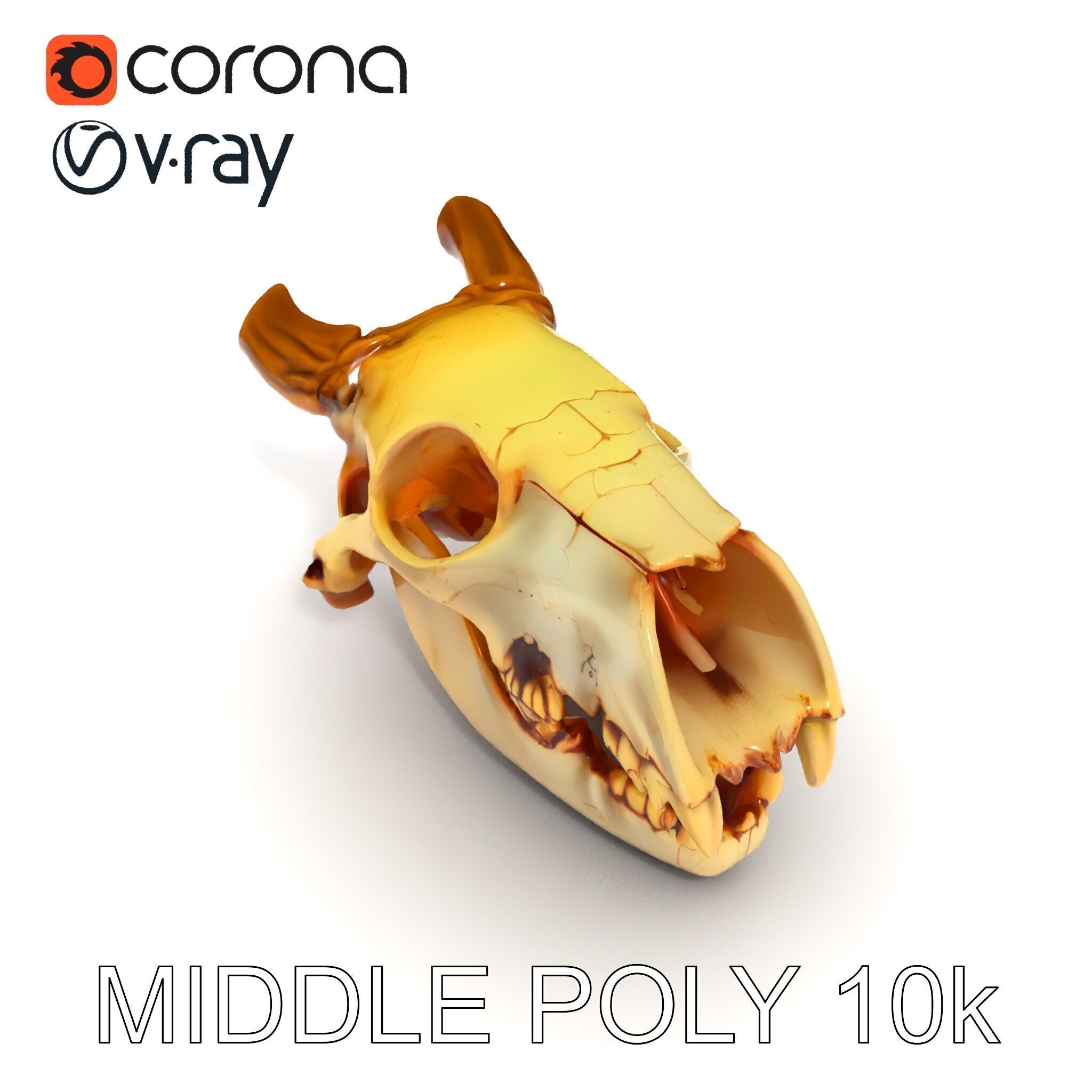 Realistic Animal Skull Model Pack for Animation Low-poly 3D model_9