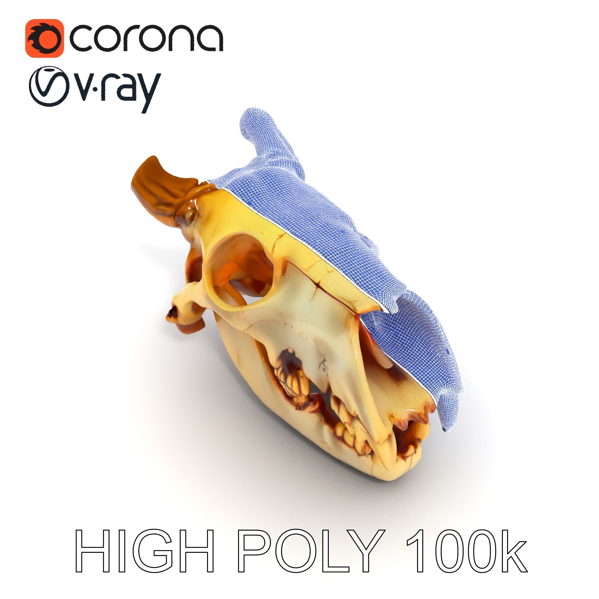 Realistic Animal Skull Model Pack for Animation Low-poly 3D model_25