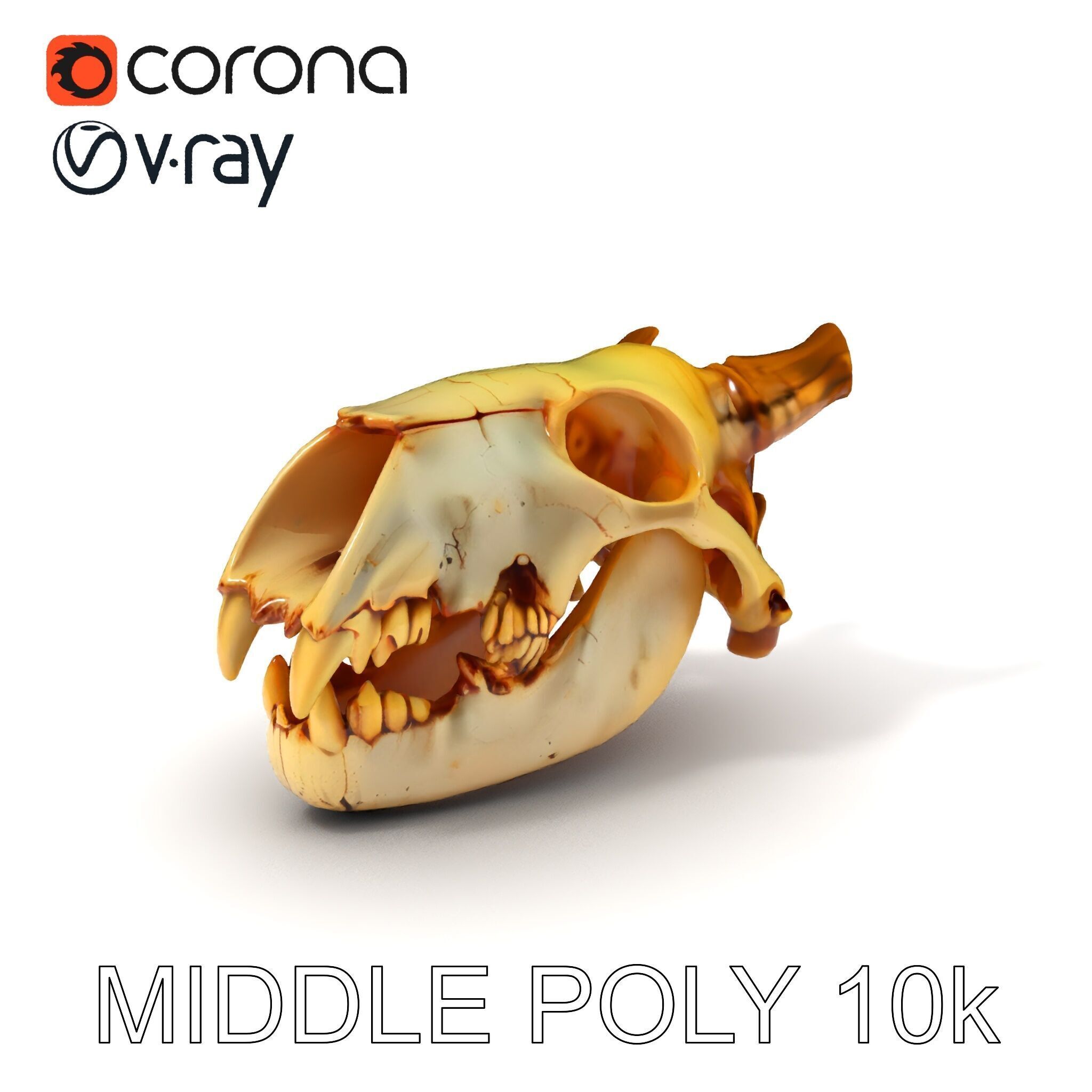 Realistic Animal Skull Model Pack for Animation Low-poly 3D model_6