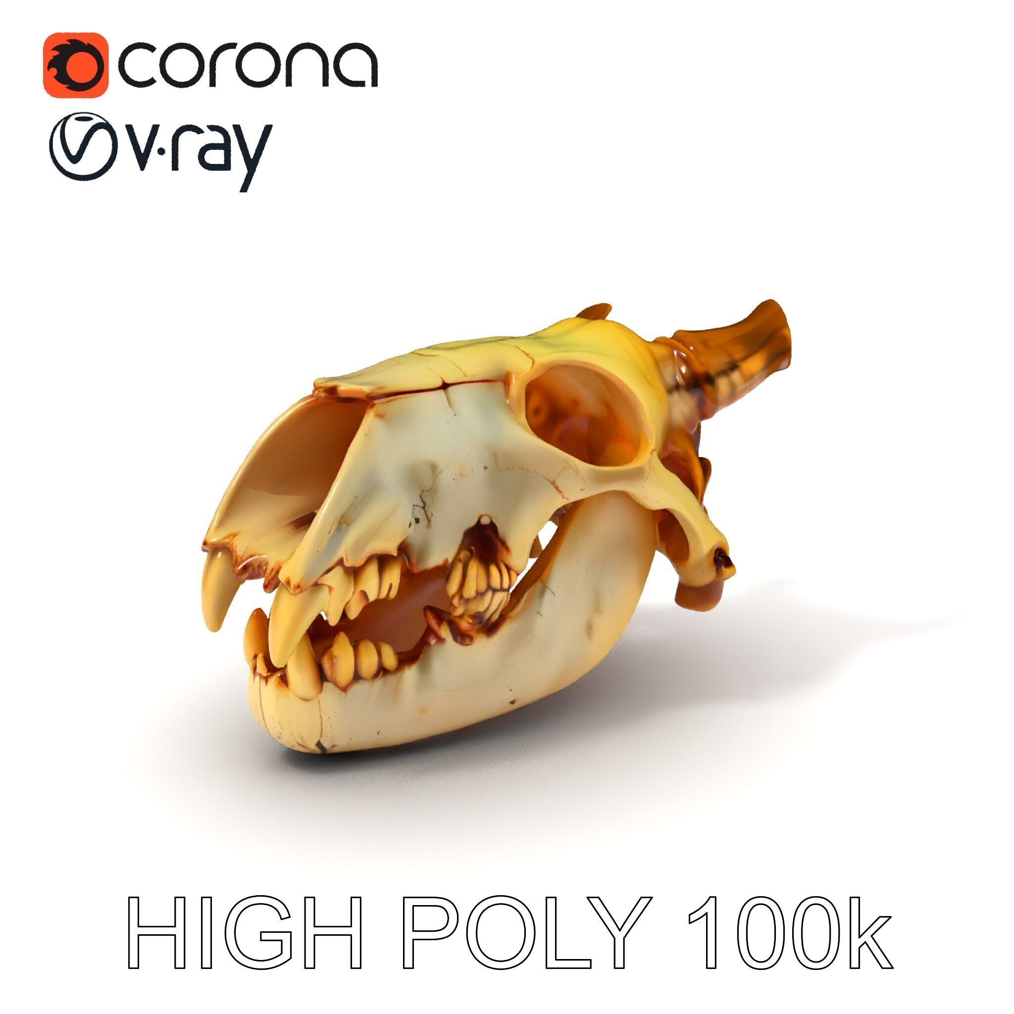 Realistic Animal Skull Model Pack for Animation Low-poly 3D model_3
