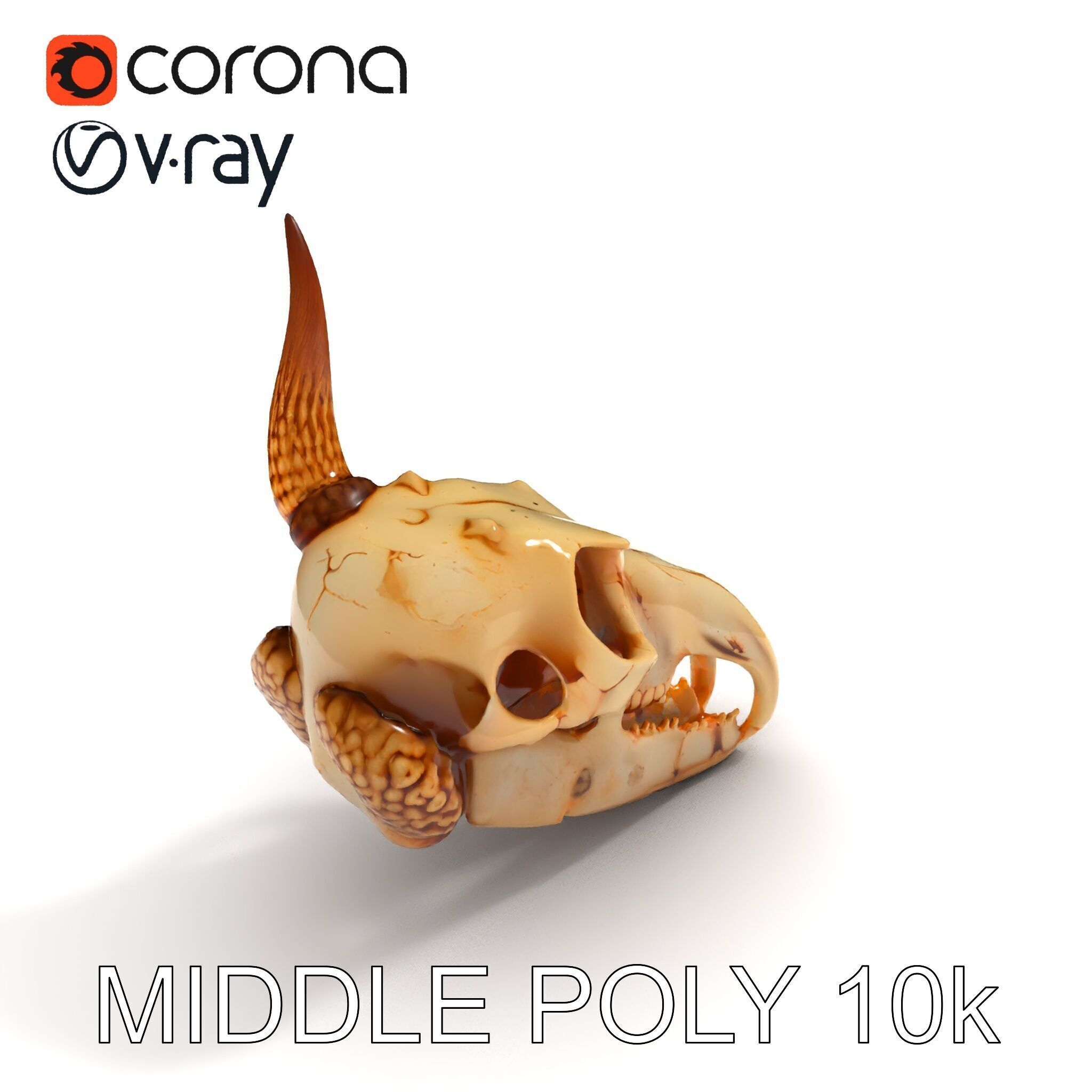 Horned Animal Skull D Model Pack Low-poly 3D model_6