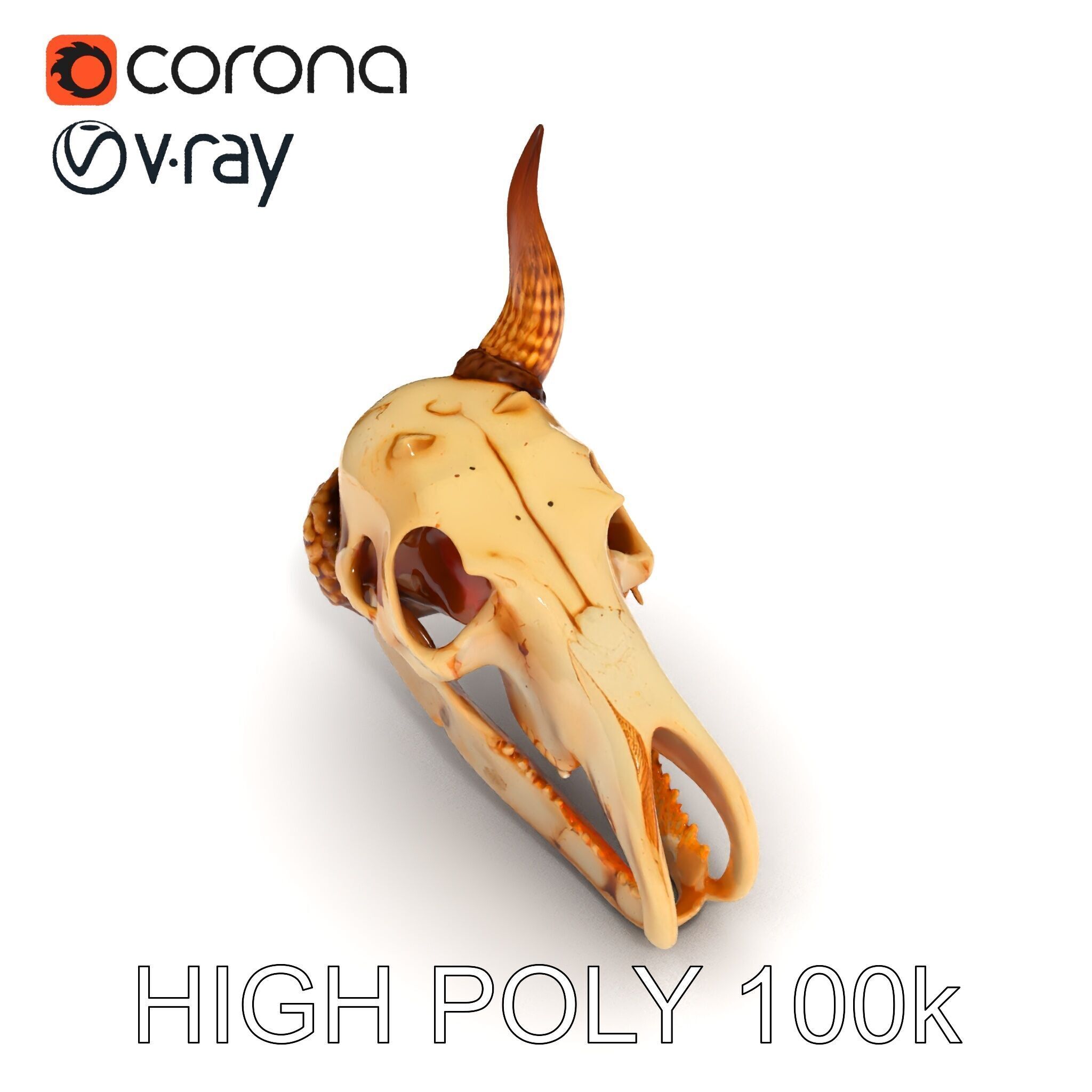 Horned Animal Skull D Model Pack Low-poly 3D model_11