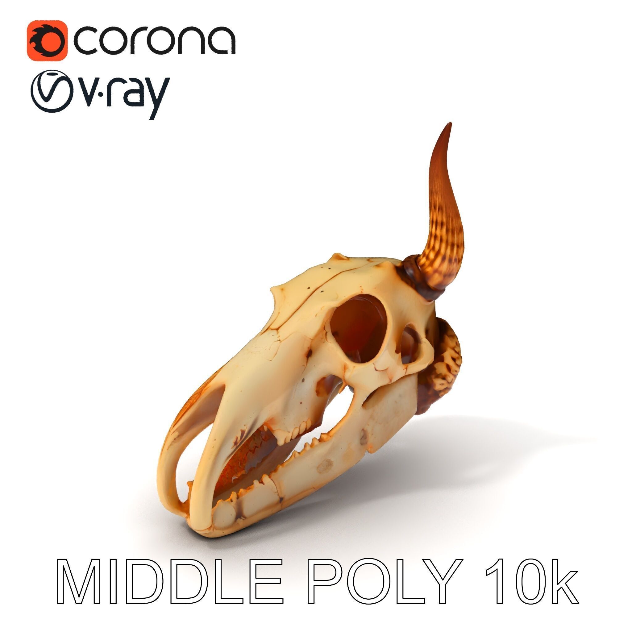 Horned Animal Skull D Model Pack Low-poly 3D model_12