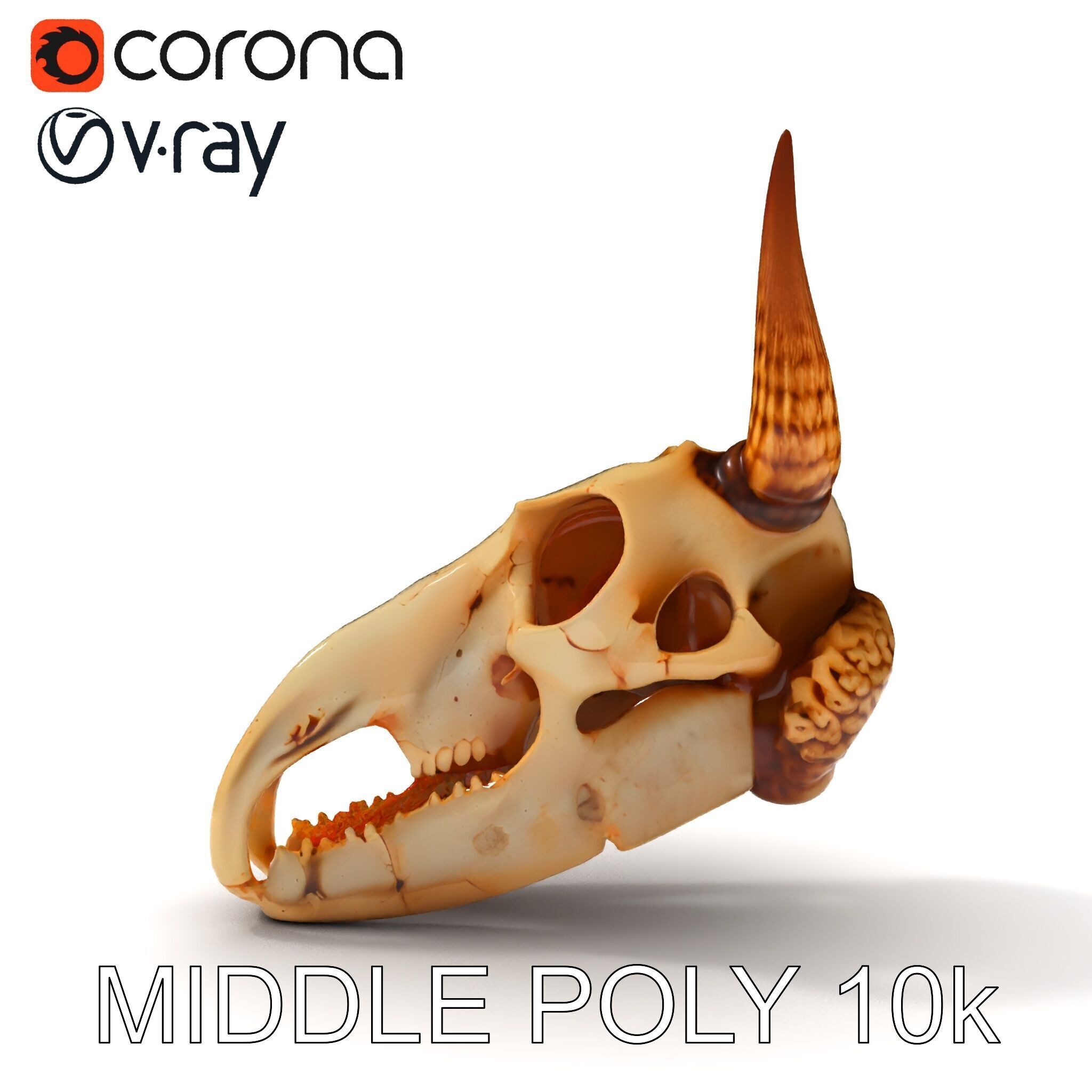 Horned Animal Skull D Model Pack Low-poly 3D model_23