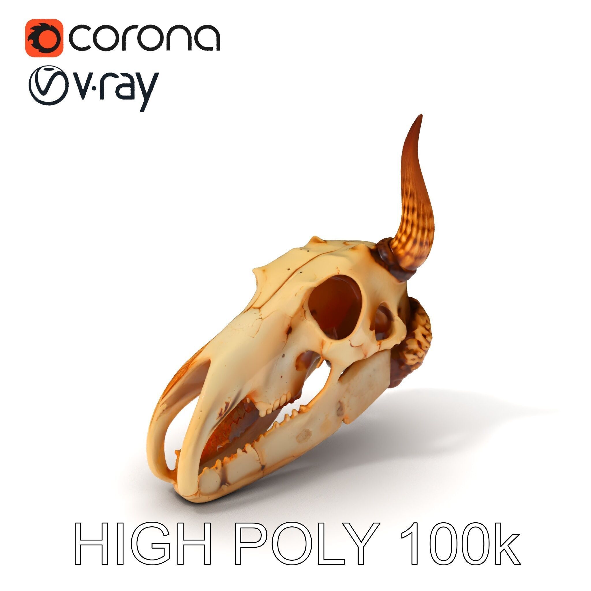 Horned Animal Skull D Model Pack Low-poly 3D model_3