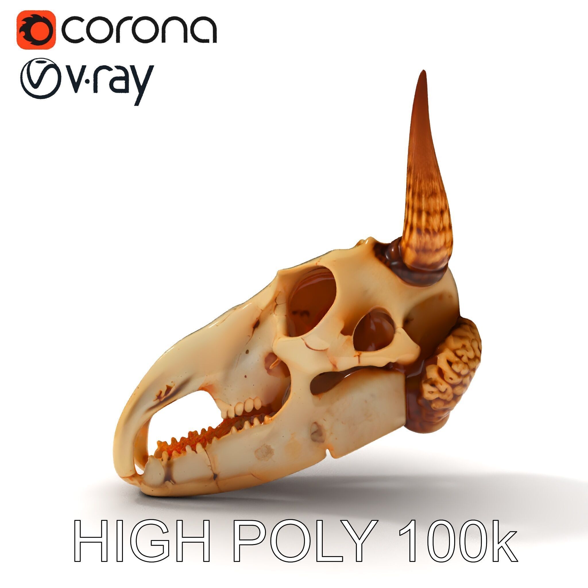 Horned Animal Skull D Model Pack Low-poly 3D model_29