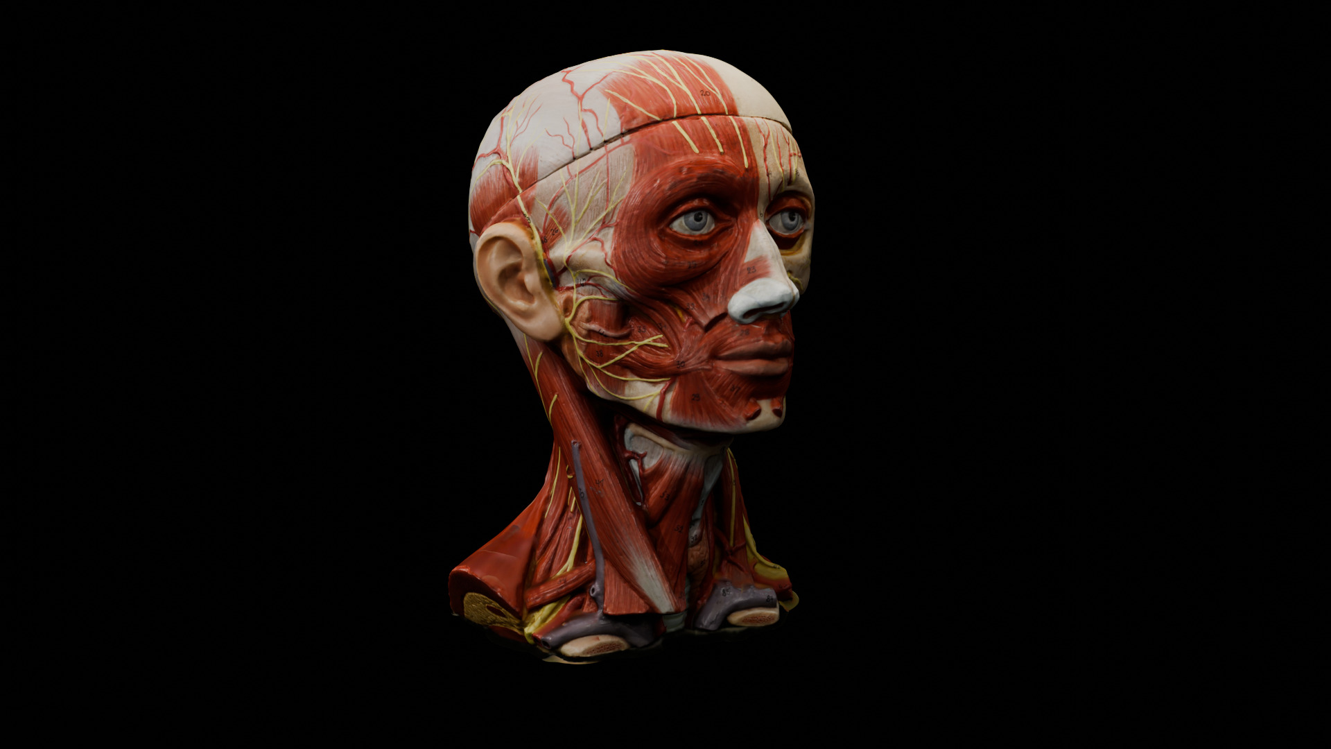 Realistic Highly Detailed Real Face Anatomy 3D Model  3D model_5
