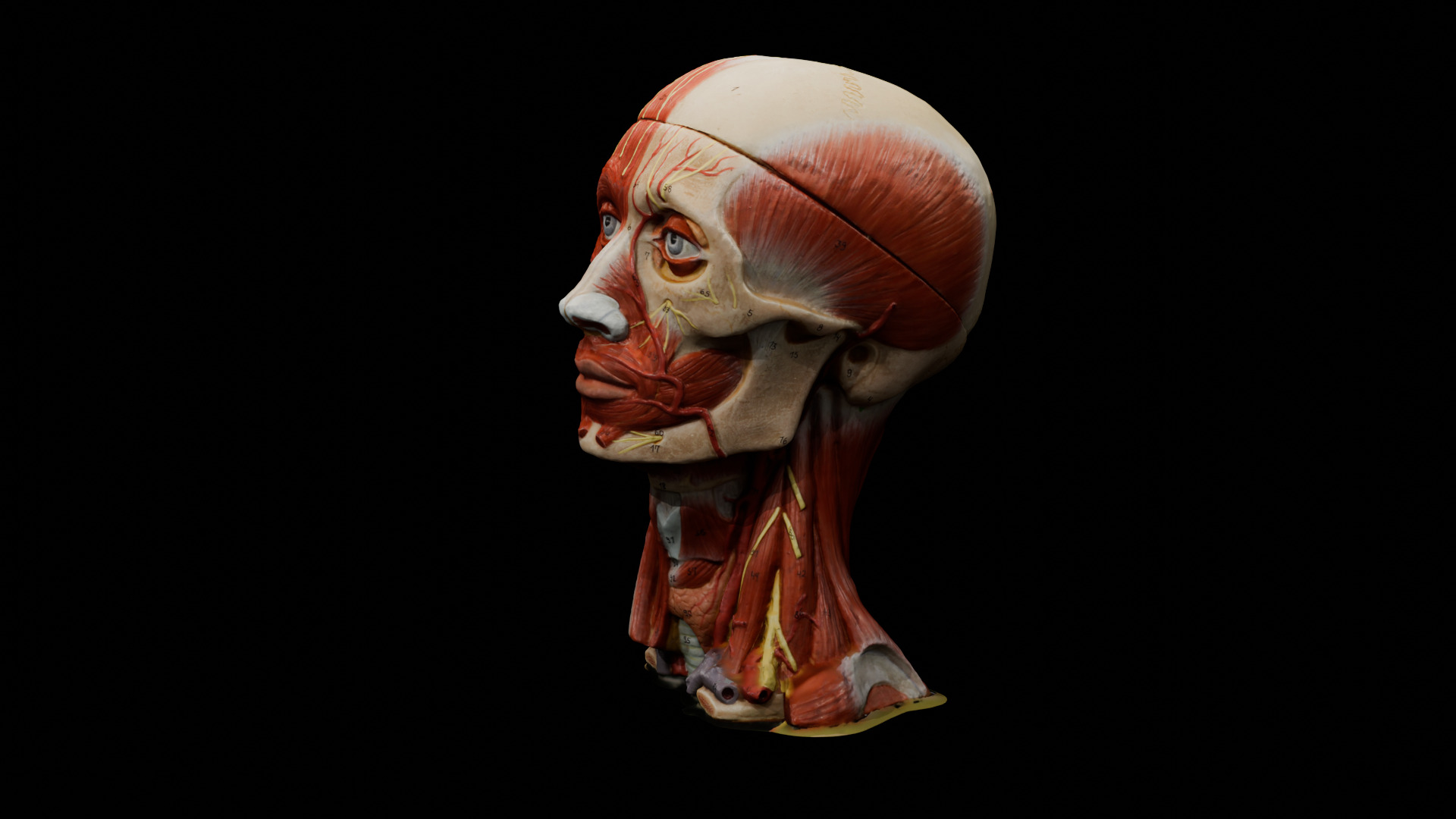 Realistic Highly Detailed Real Face Anatomy 3D Model  3D model_6