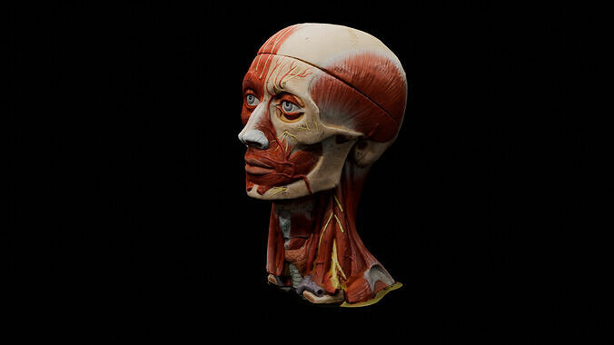 Realistic Highly Detailed Real Face Anatomy 3D Model  3D model